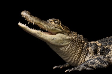 a American alligator