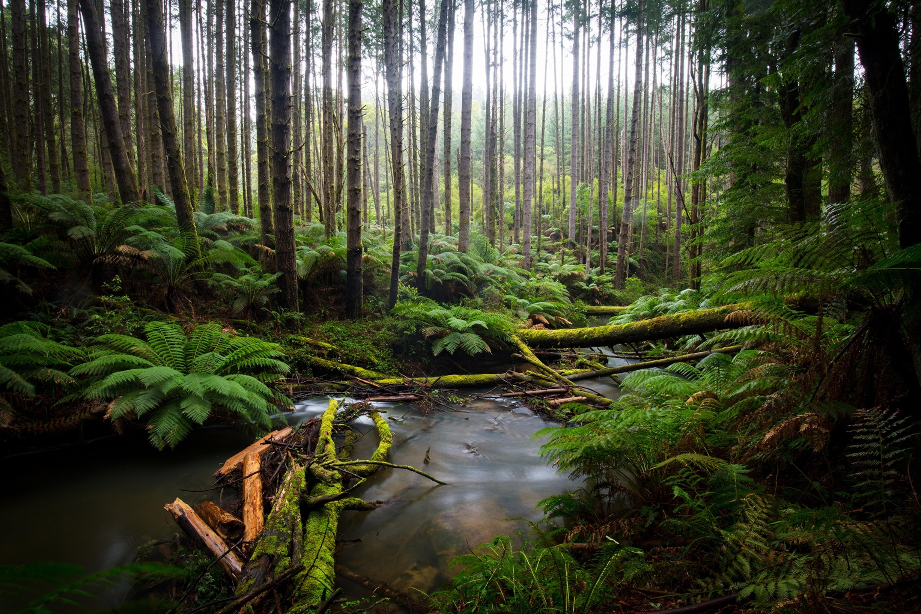 the lush forest in Cape Otway, Australia