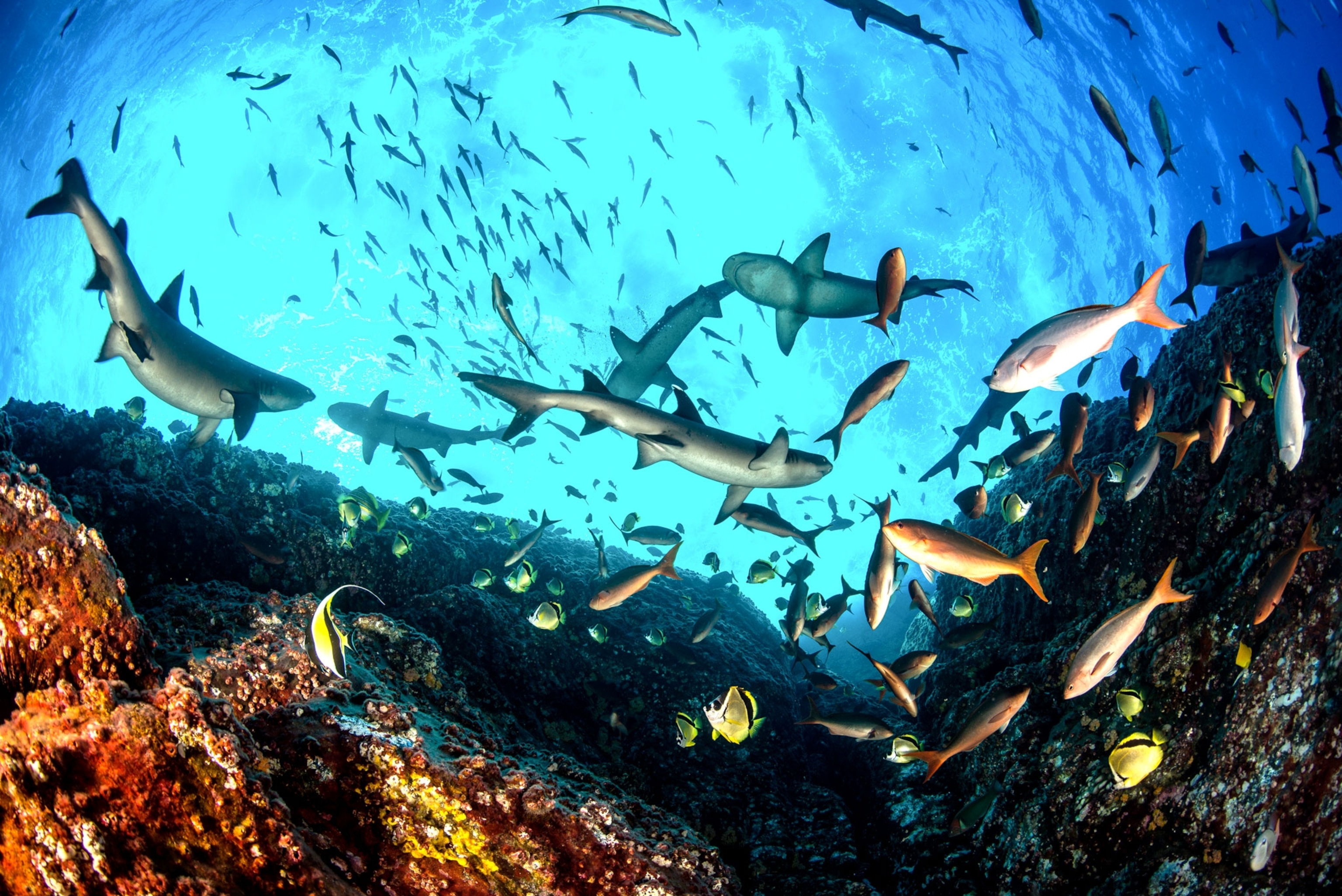 the bellies of sharks and fish seen from looking up towards the water surface