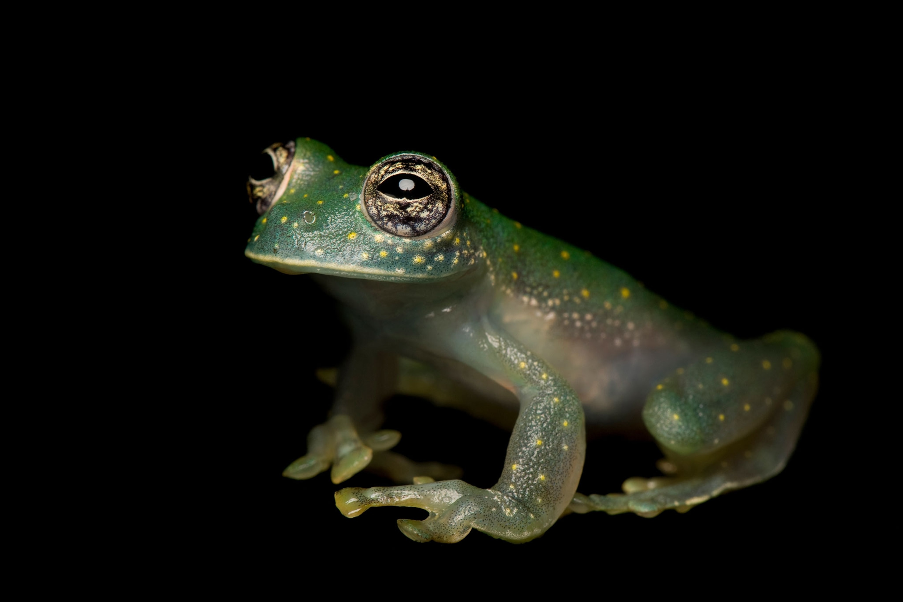 white-spotted glass frog