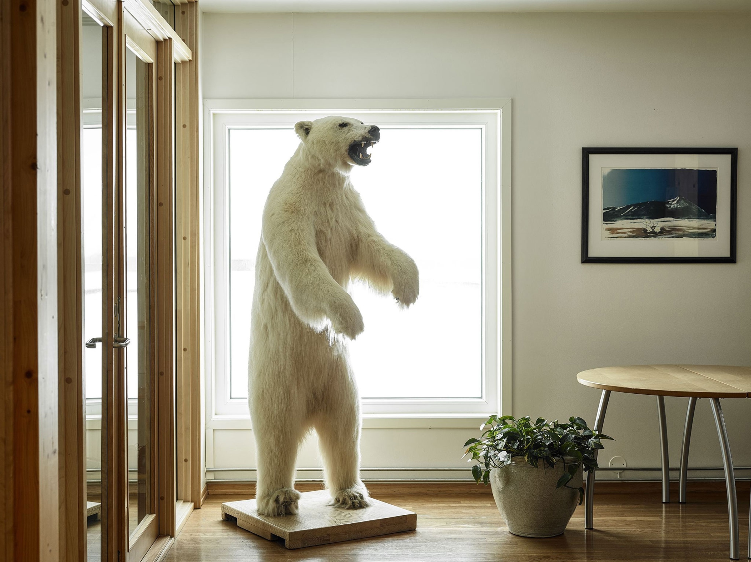a taxidermied polar bear.