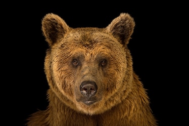 a Syrian brown bear
