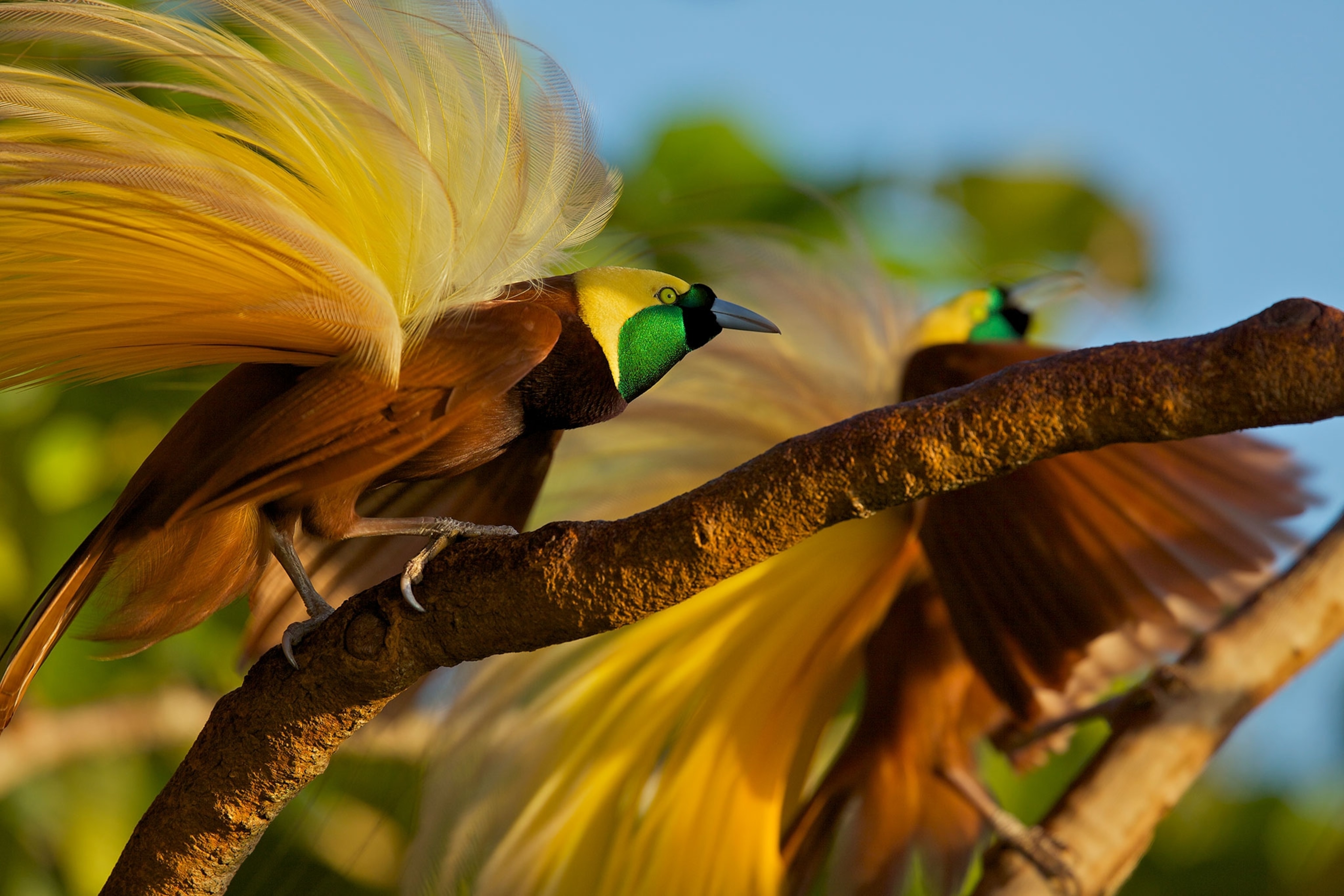 bird of paradise
