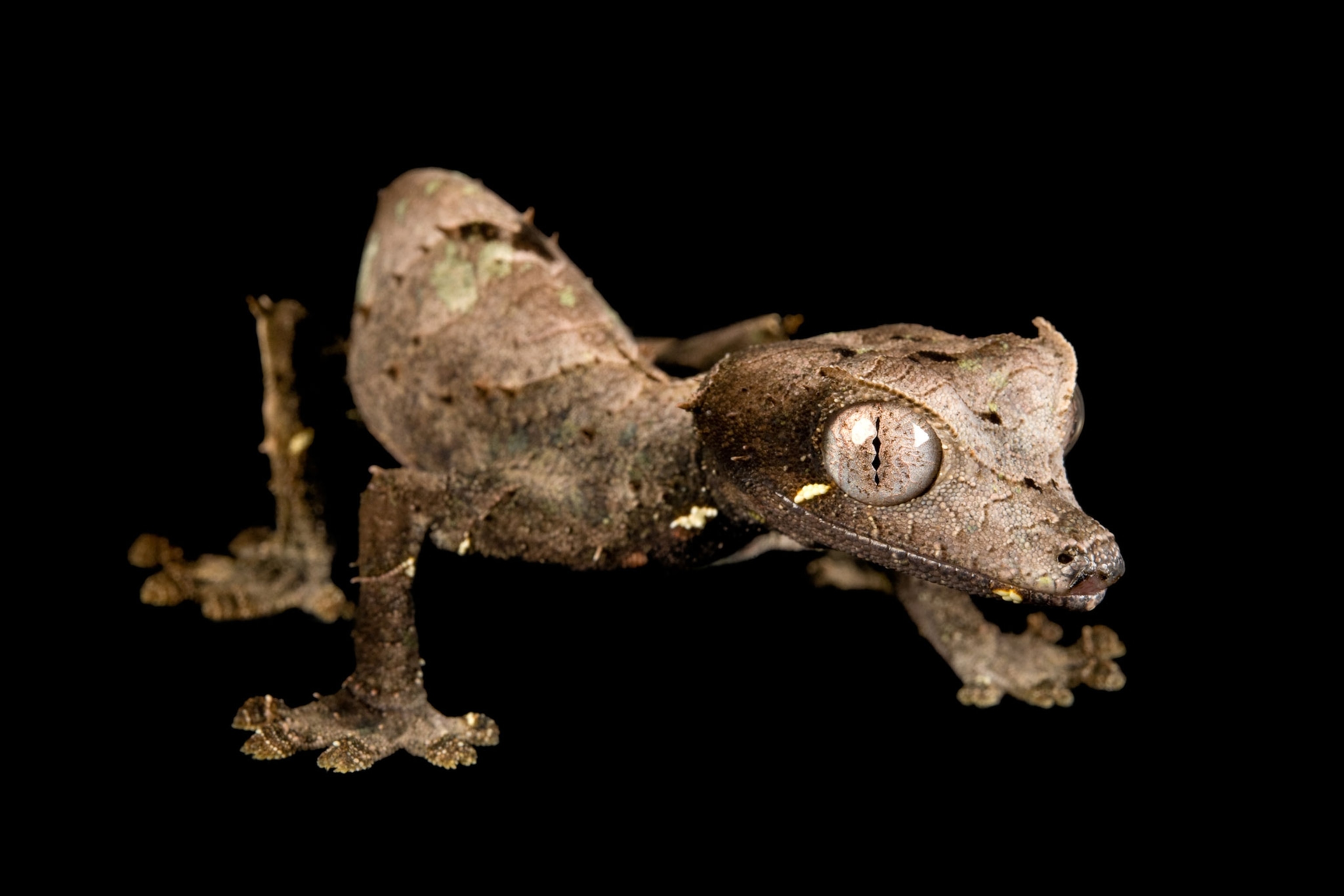 satanic leaf-tailed gecko