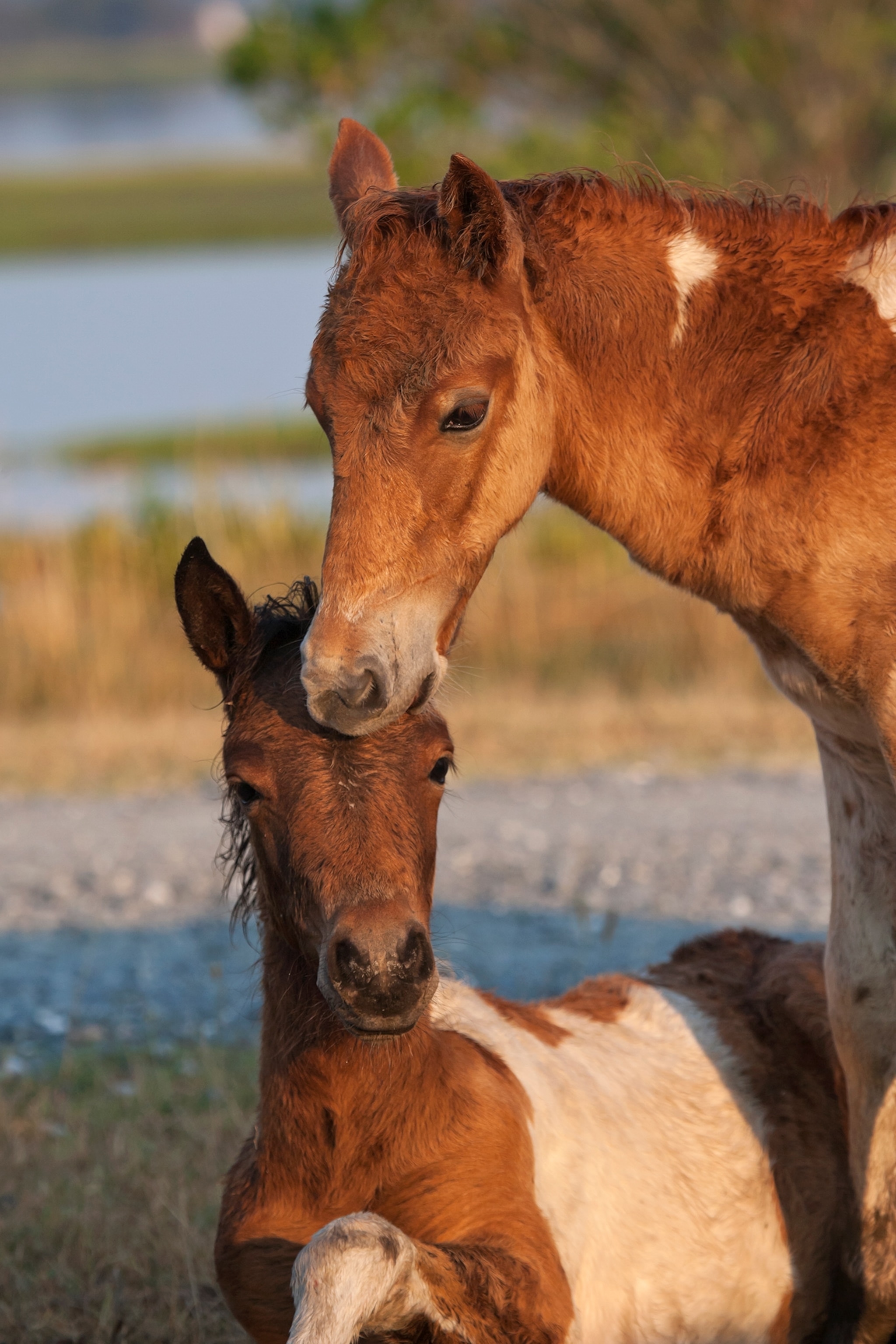 A close up of two horses nuzzling.