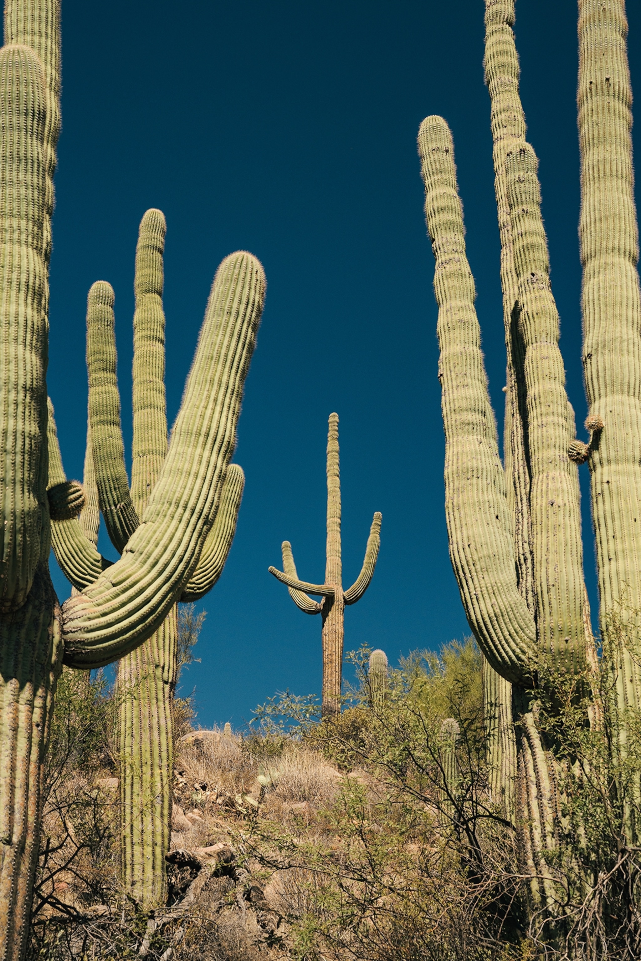 A group of long-fingered cacti between dry bushes.