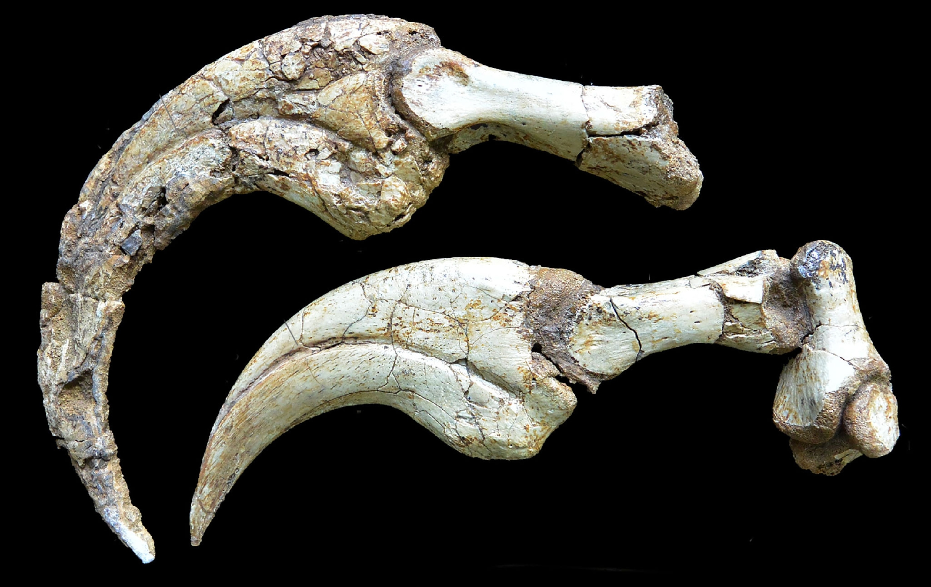 two, white, bone, fossil talons against a black background