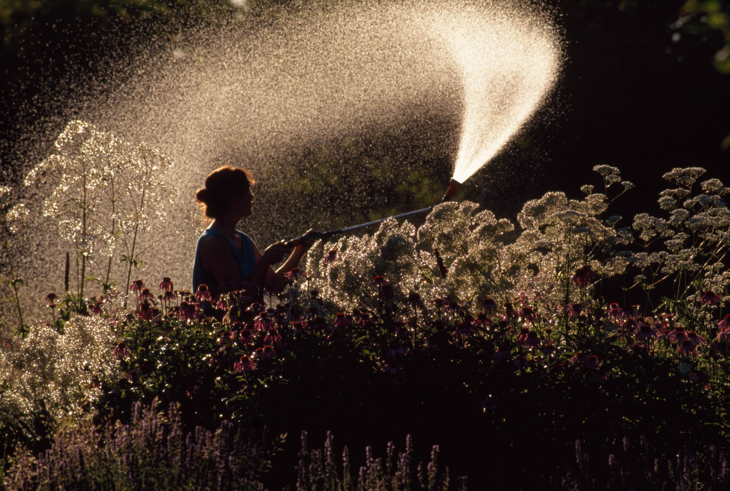 a woman using a long sprinkler wand to water a commercial herb garden in Maine