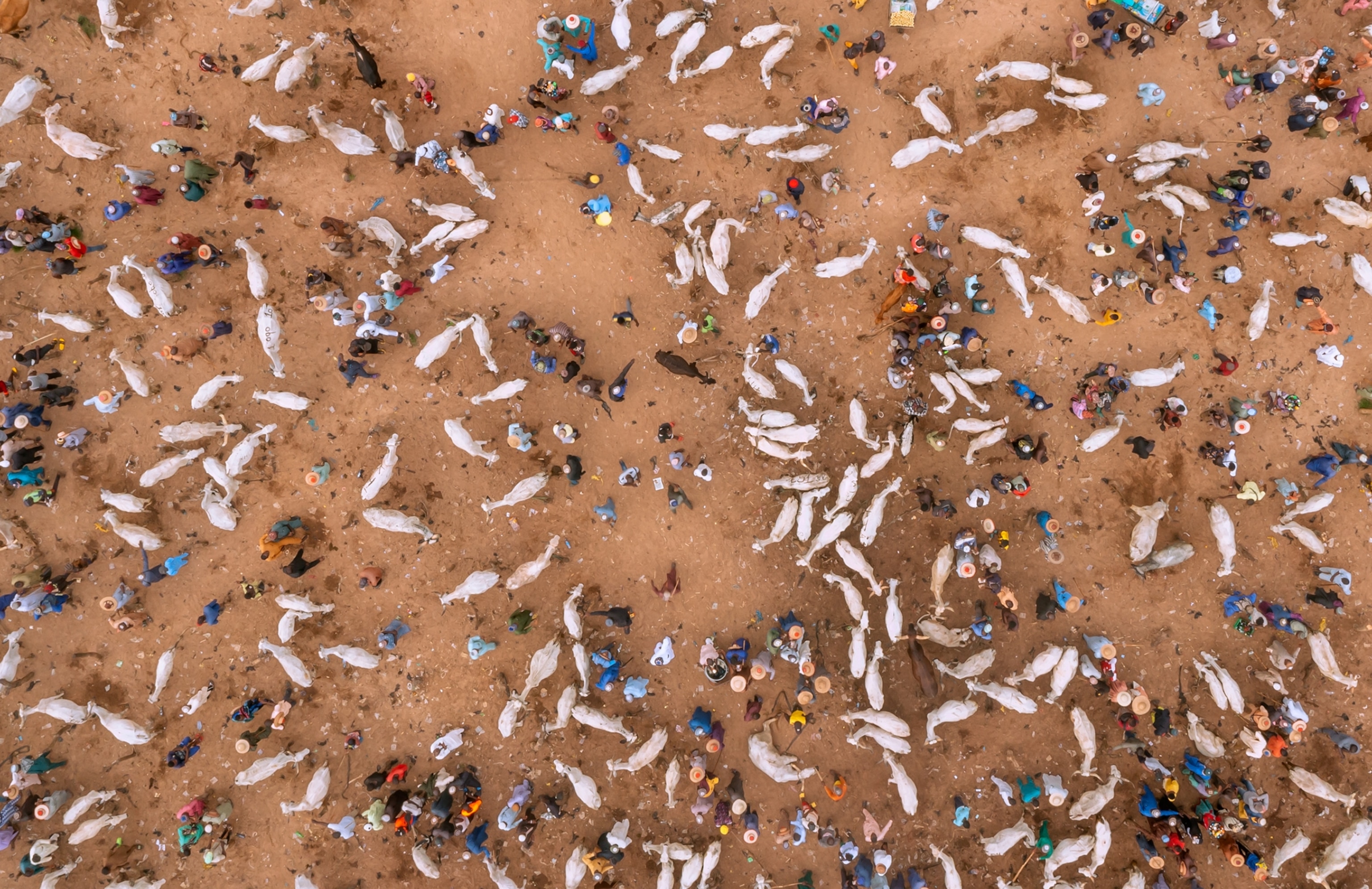 Picture of aerial view of market with people and cattle.