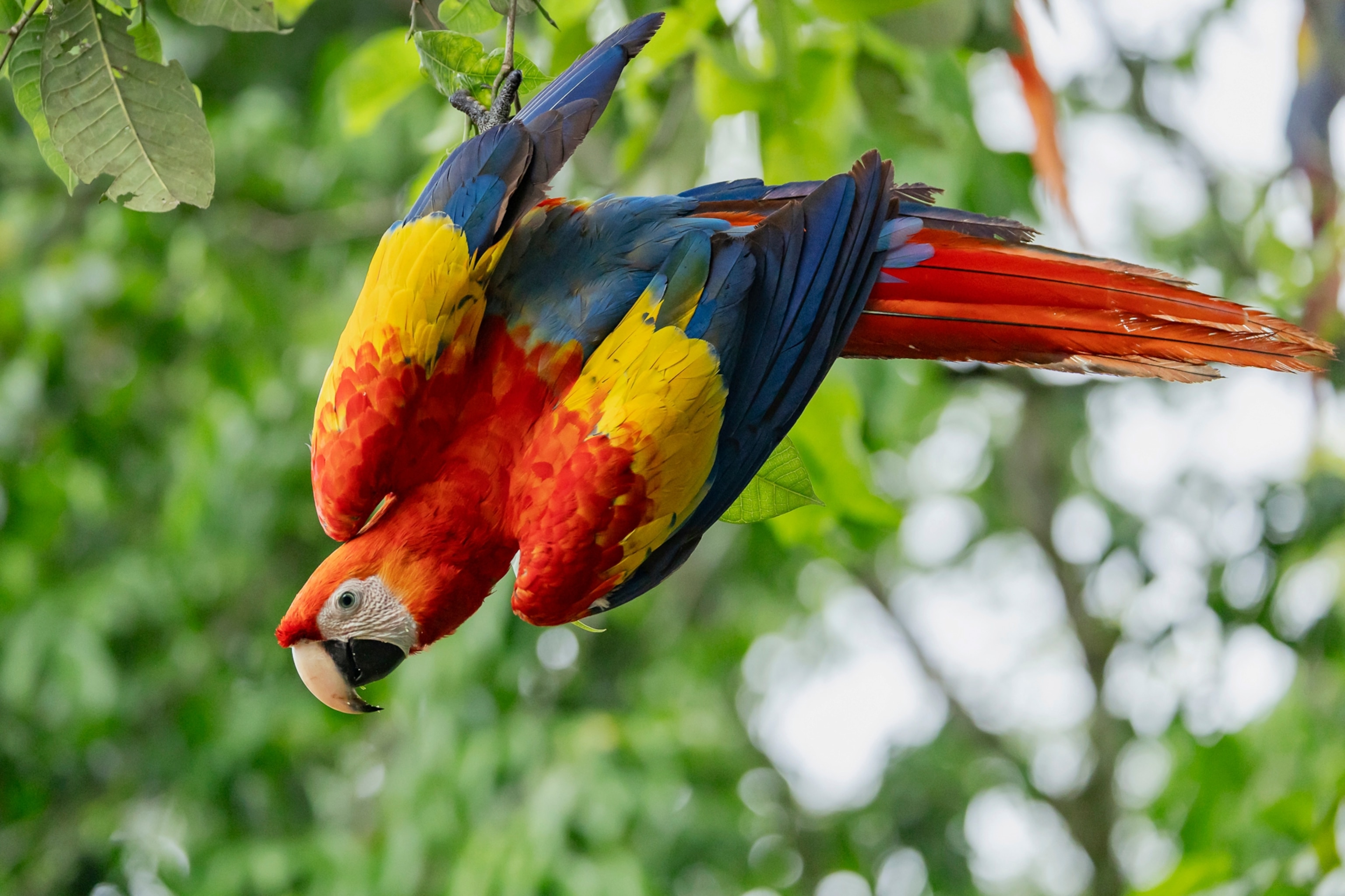 A Macaw hangs upside down from a branch you can see the green from the leaves of the tree behind him.