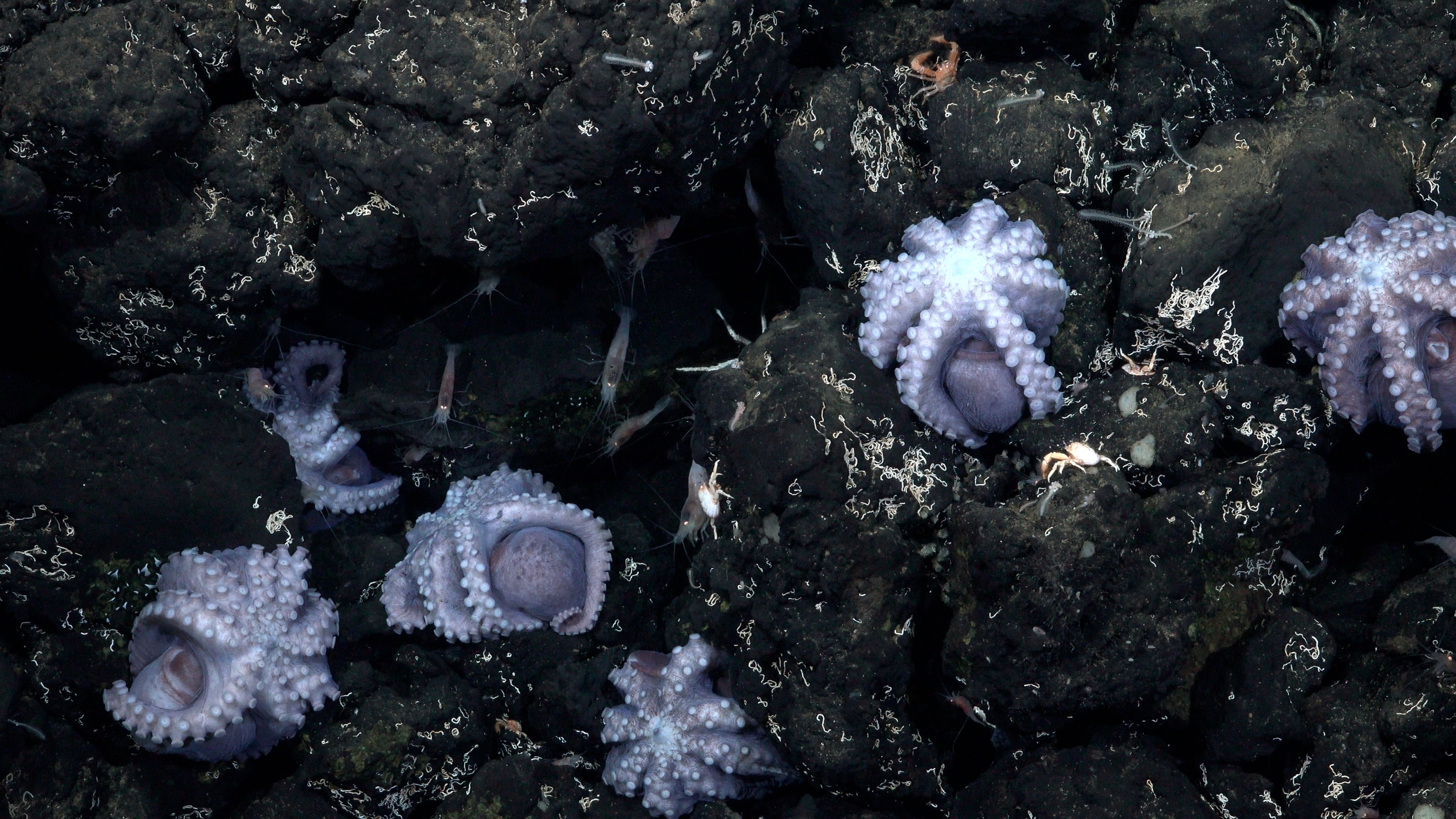 brooding octopus around a low temperature hydrothermal vent
