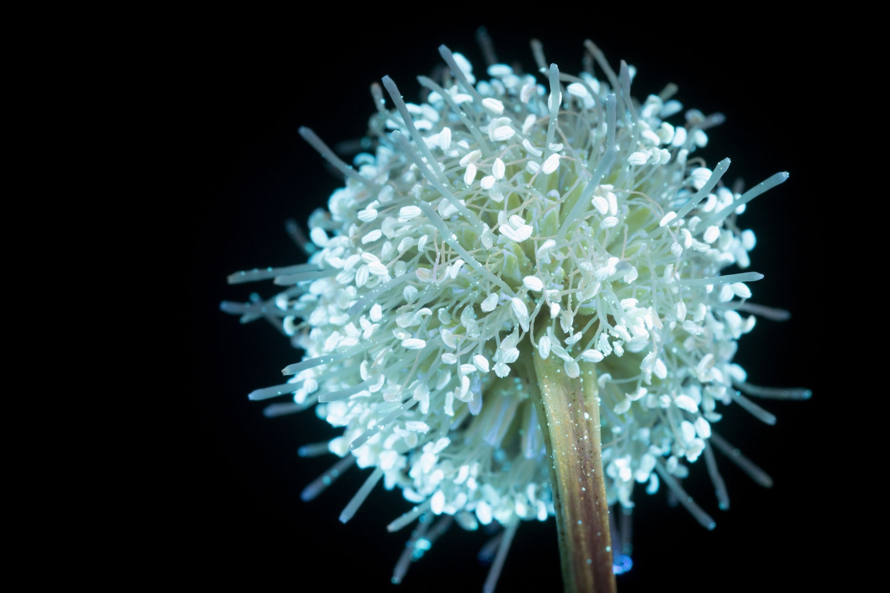 a white leadtree