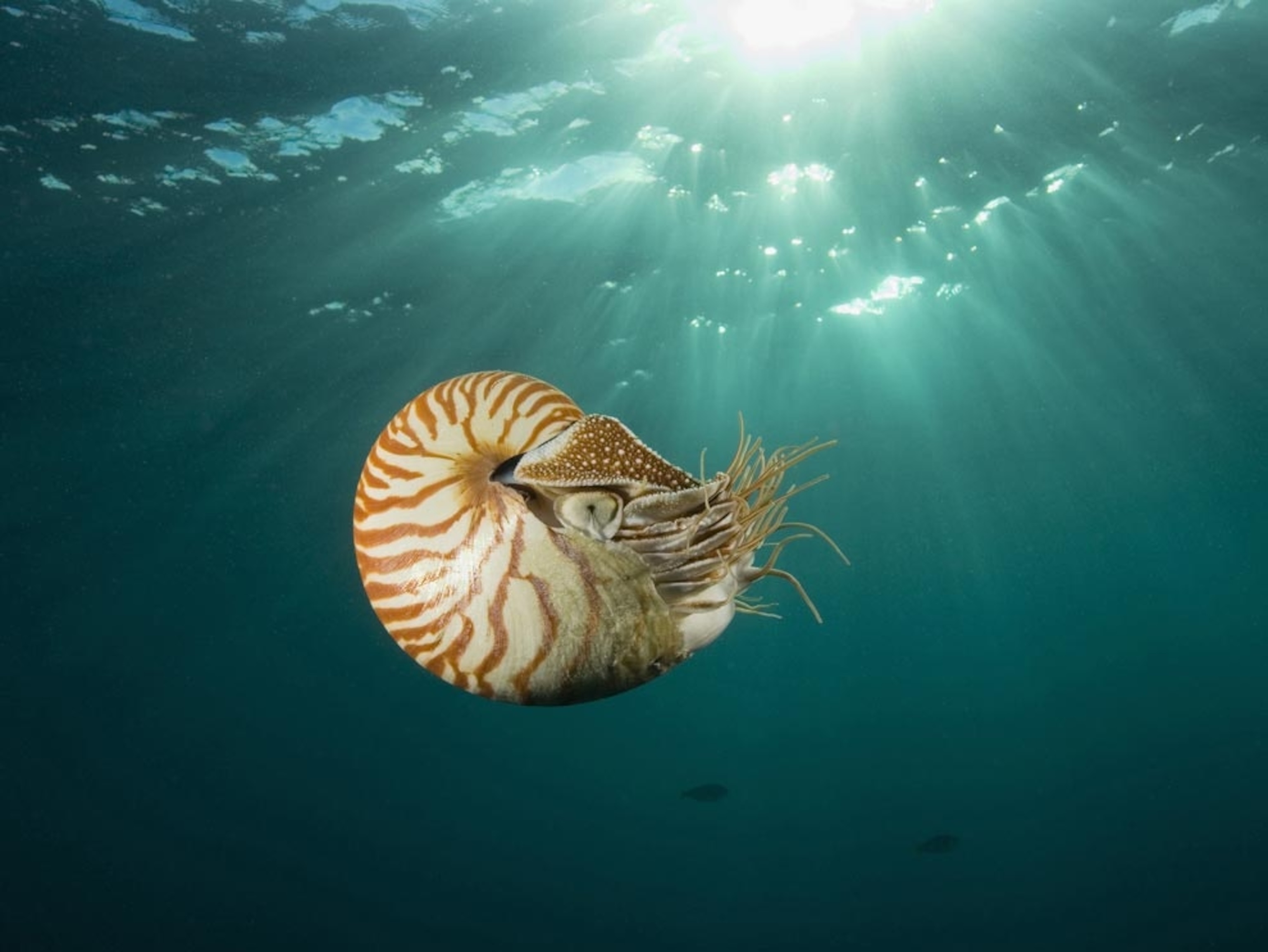A swimming nautilus