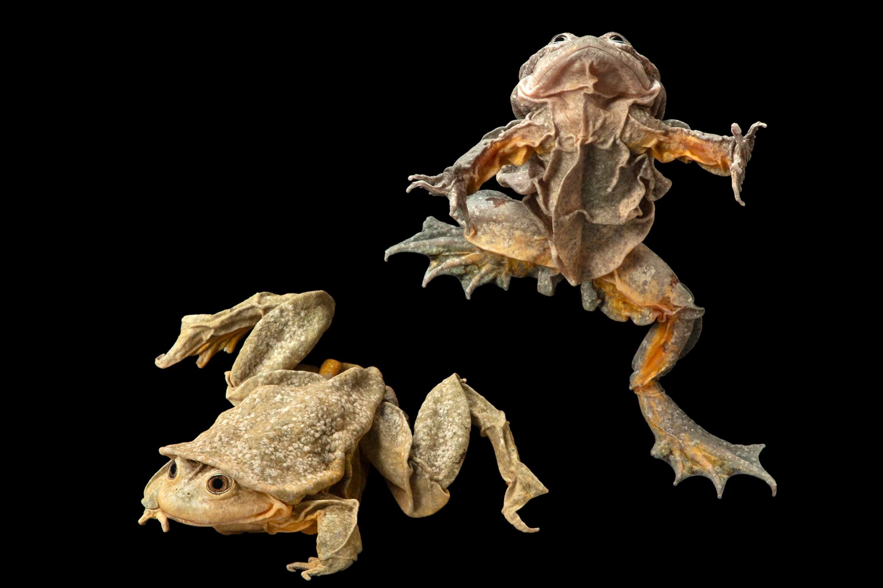 Titicaca water frogs