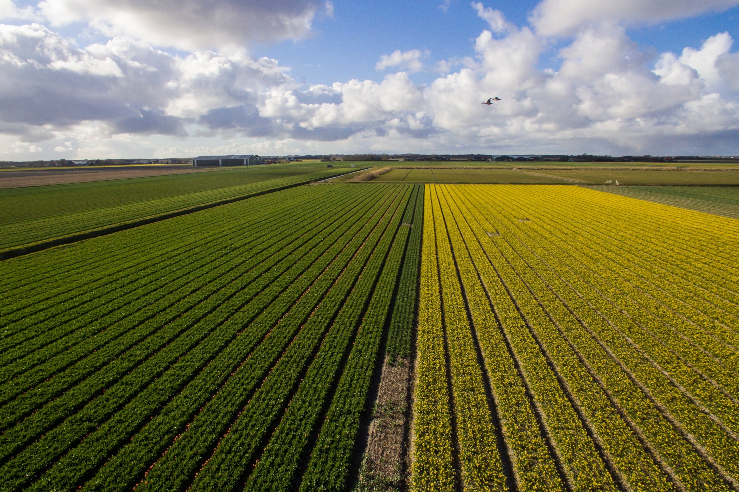Field of flowers