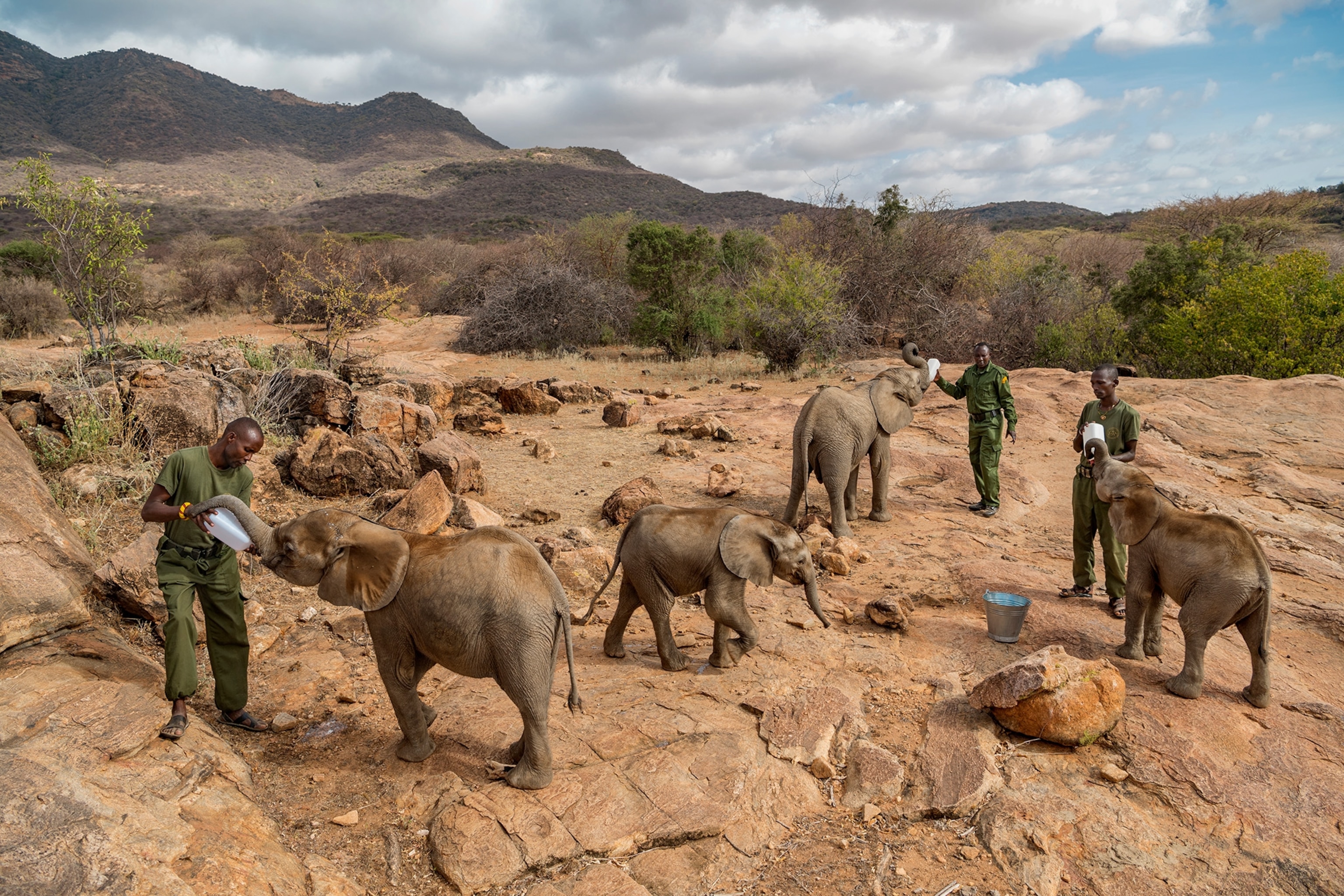 A group of baby elephants are being fed