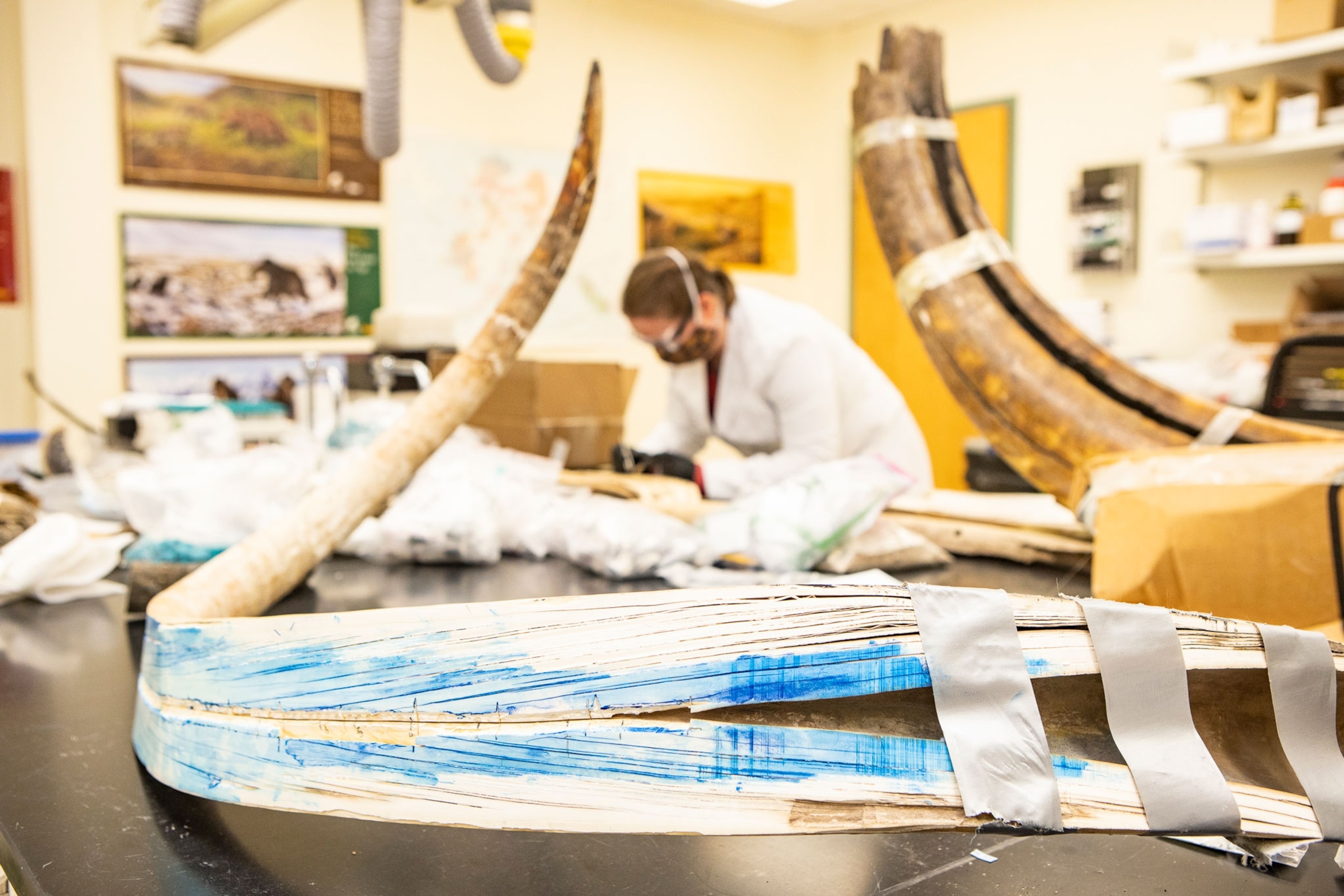 In a lab room, the split mammoth tusks frames a researcher working in the background.