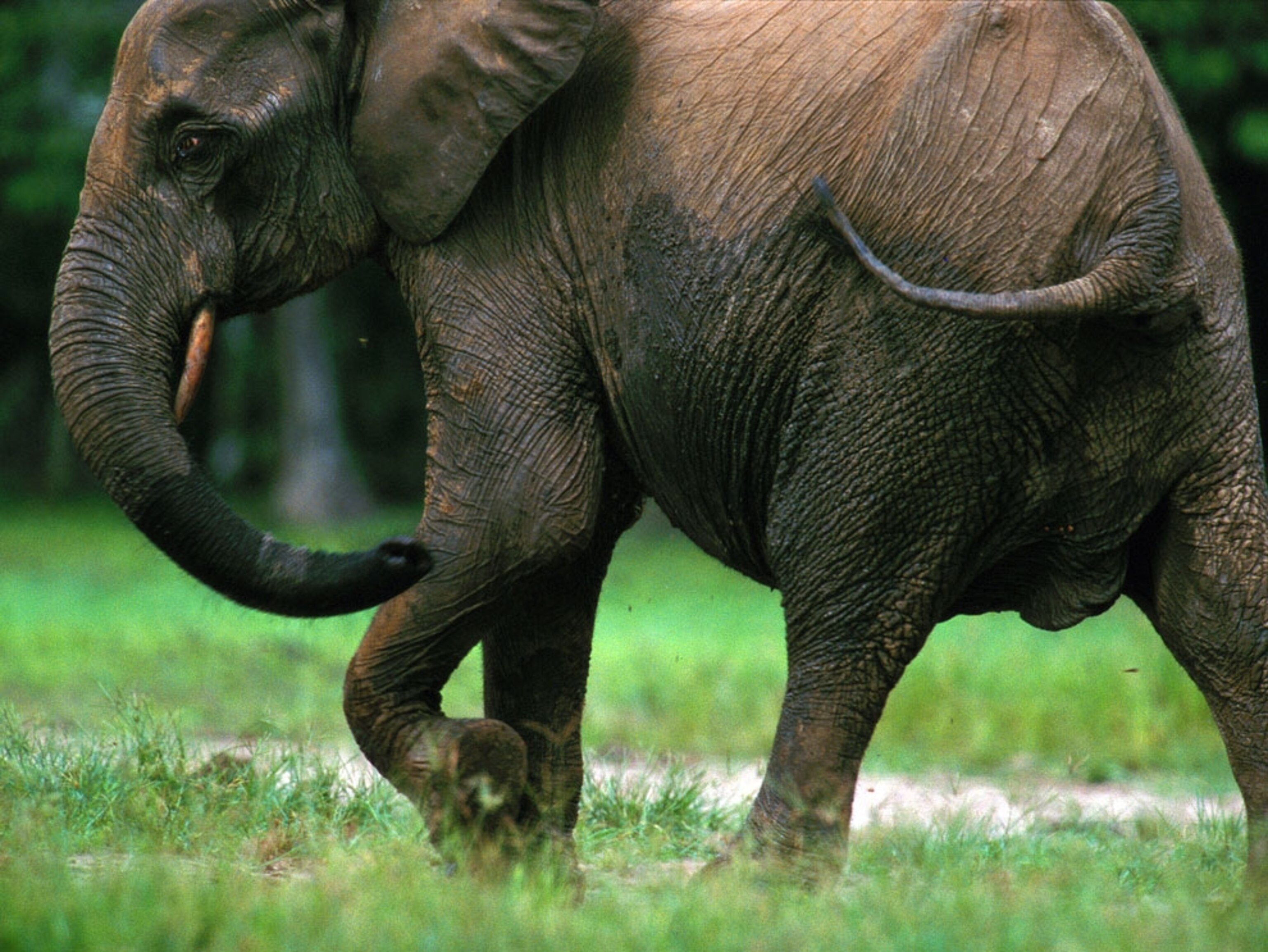 African elephant