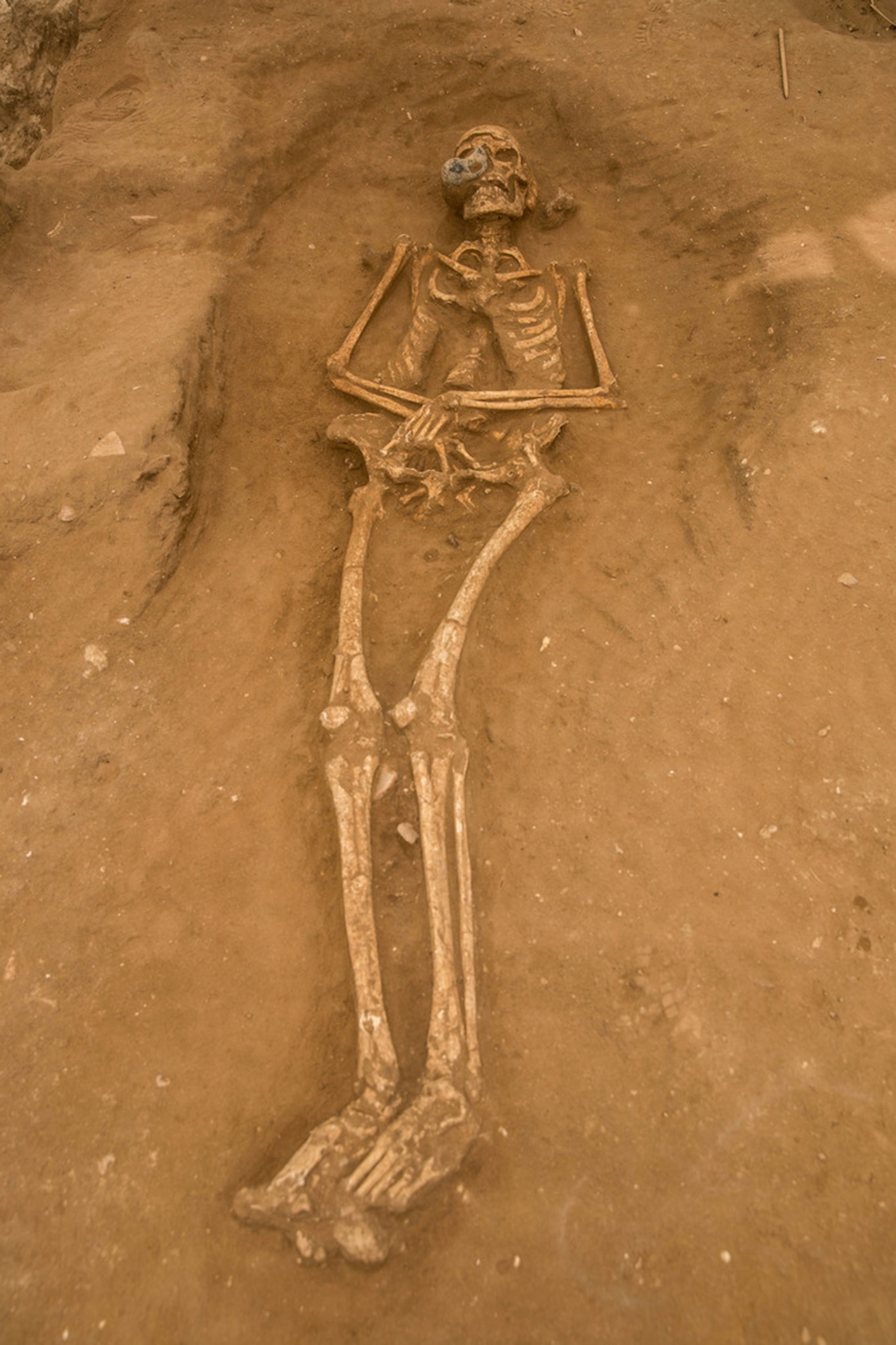 Philistine skeleton from Ashkelon, Israel