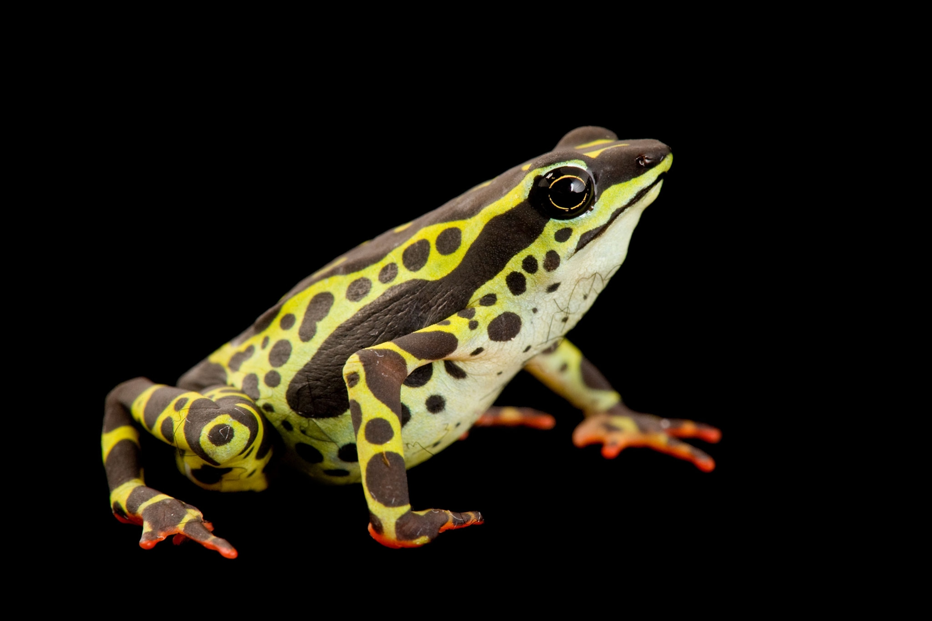 a rare pebas stubfoot toad