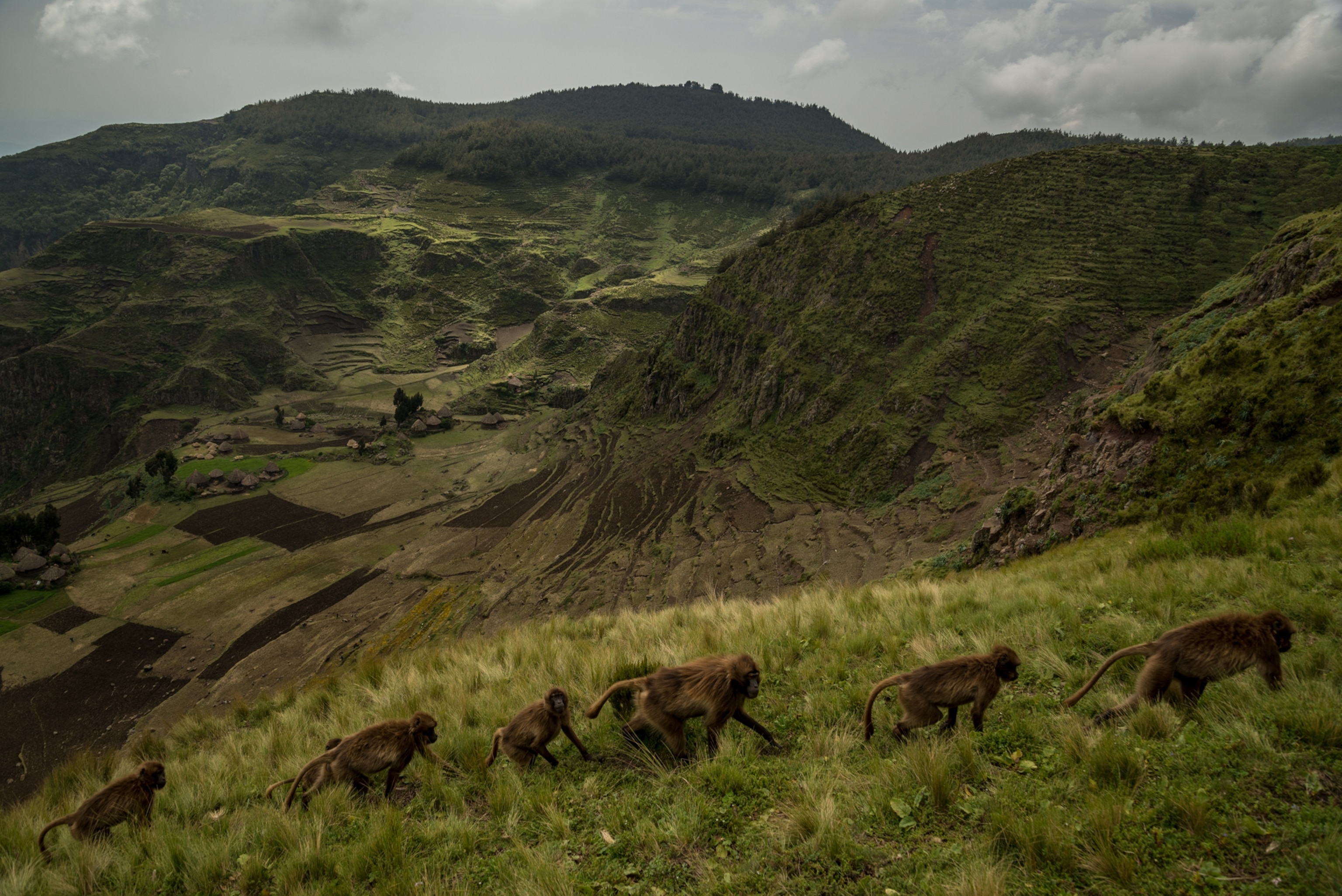 a group of geladas walking in a line along the slopes of the great rift valley