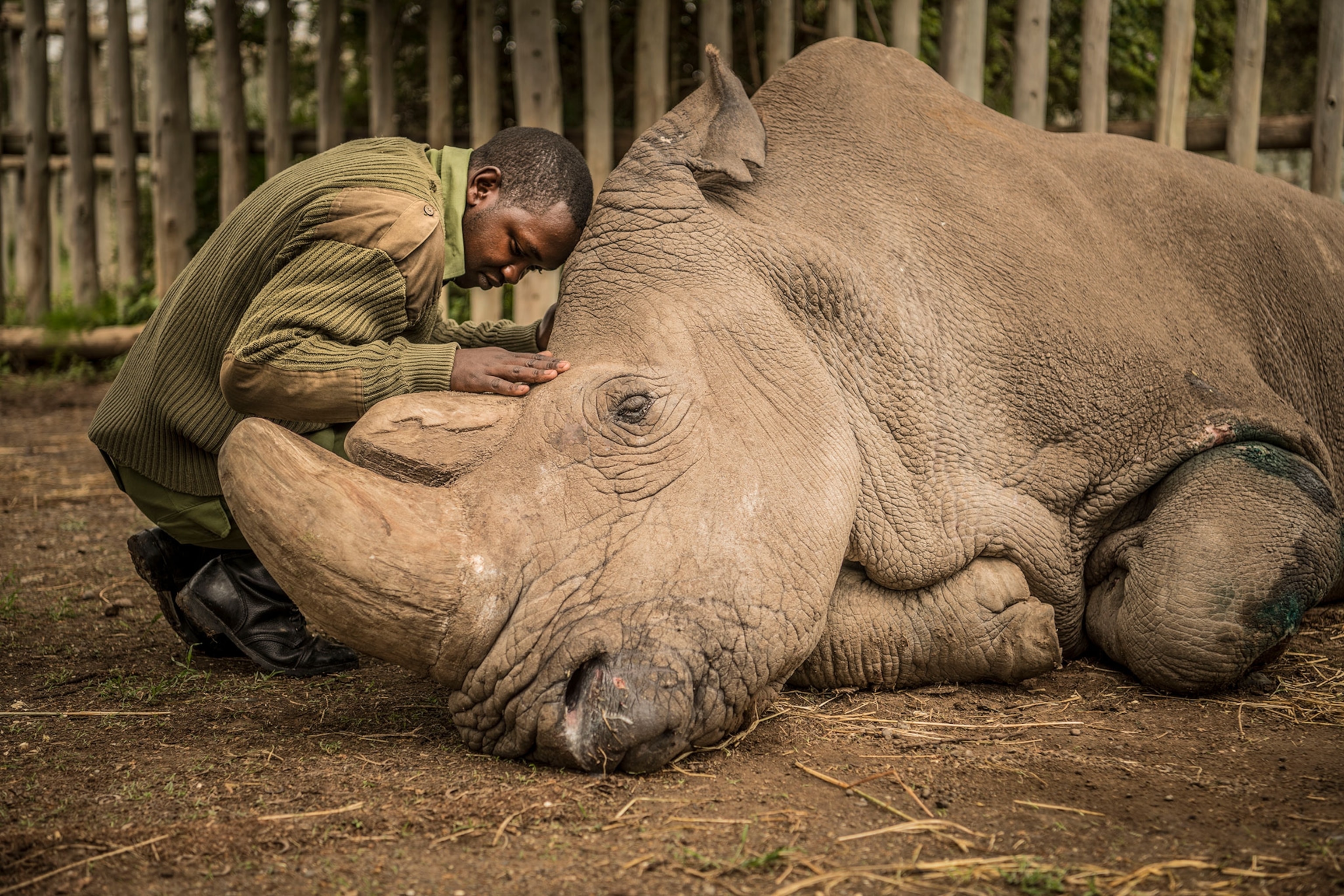Sudan, the last male northern white rhino, just before he passed away