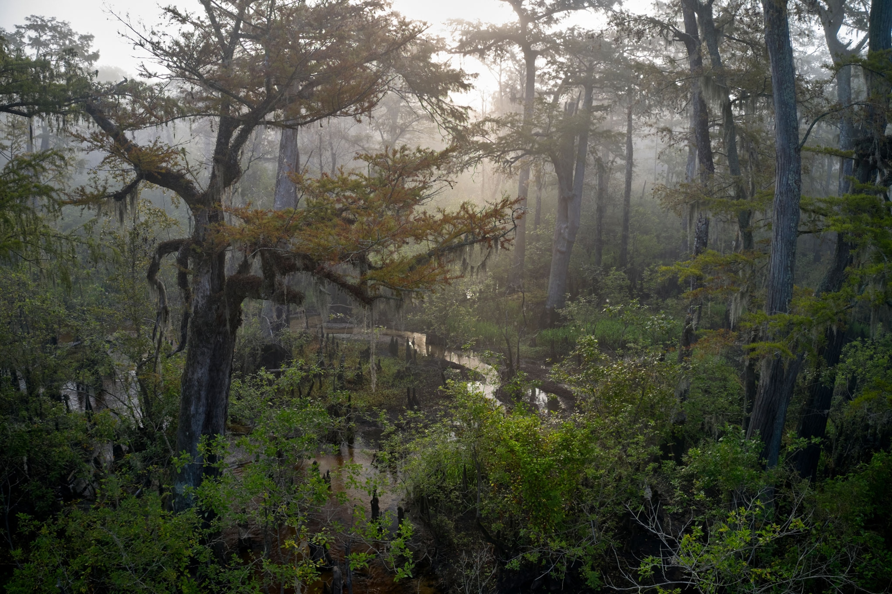 Bald cypress knees and cypress trees on the Black River.