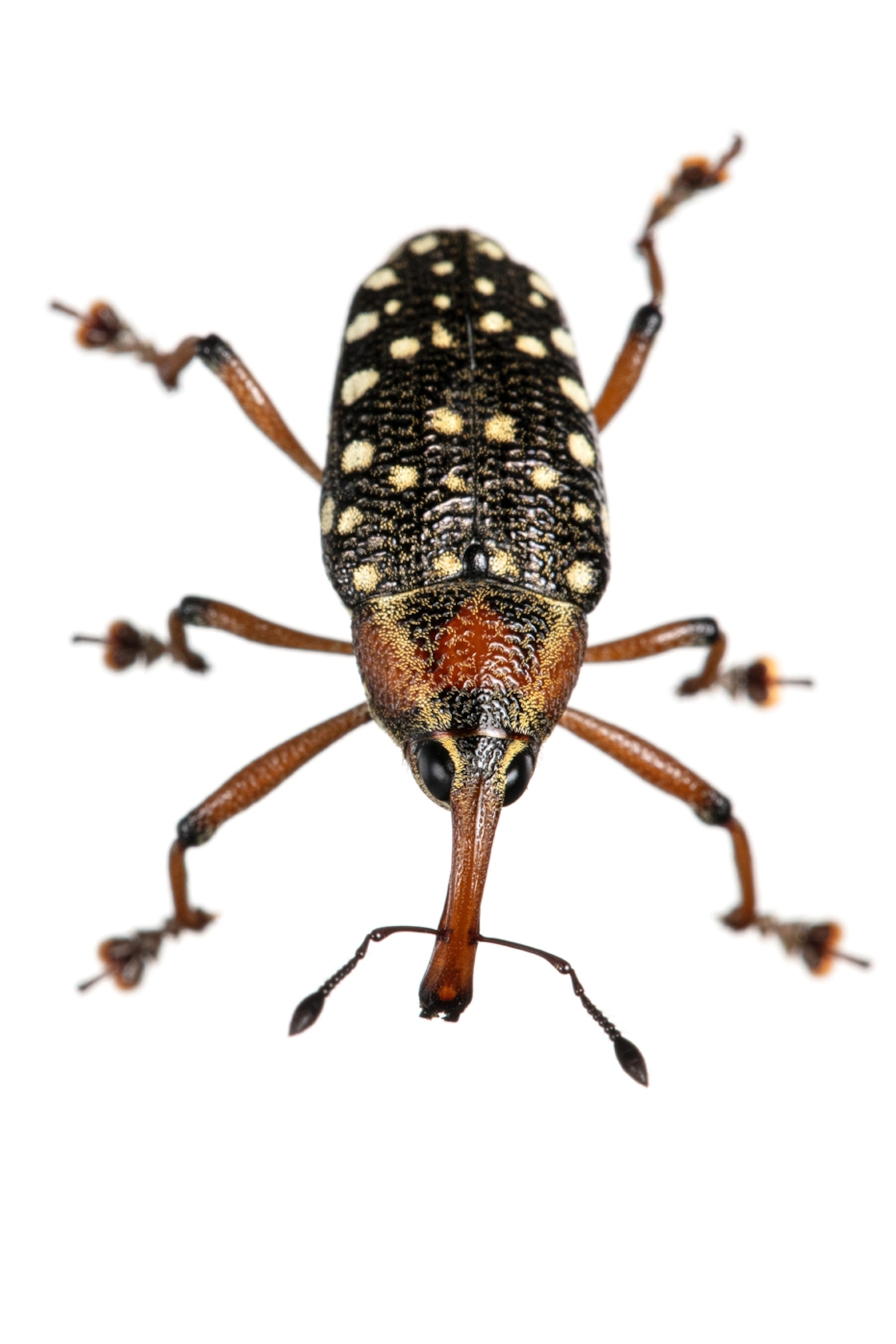 weevil from Ecuador