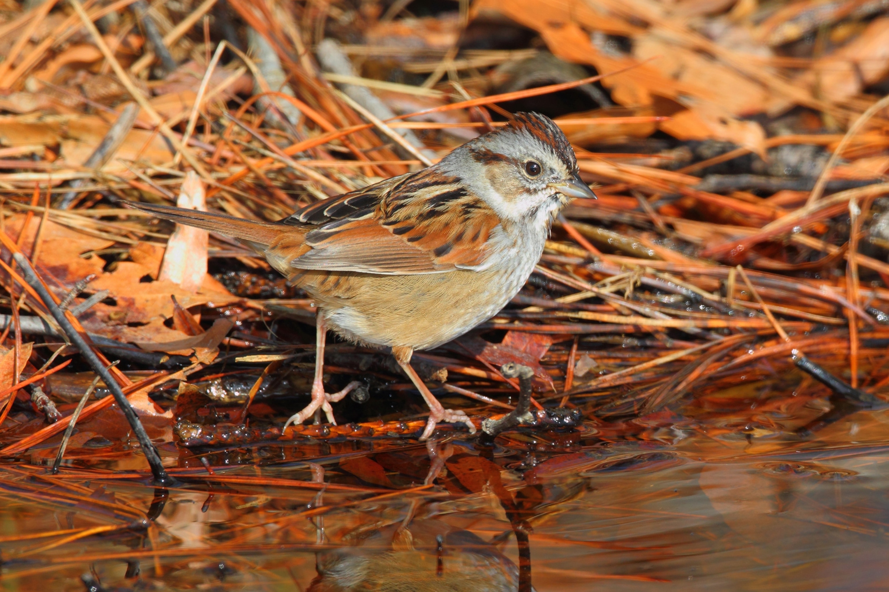 a swamp sparrow