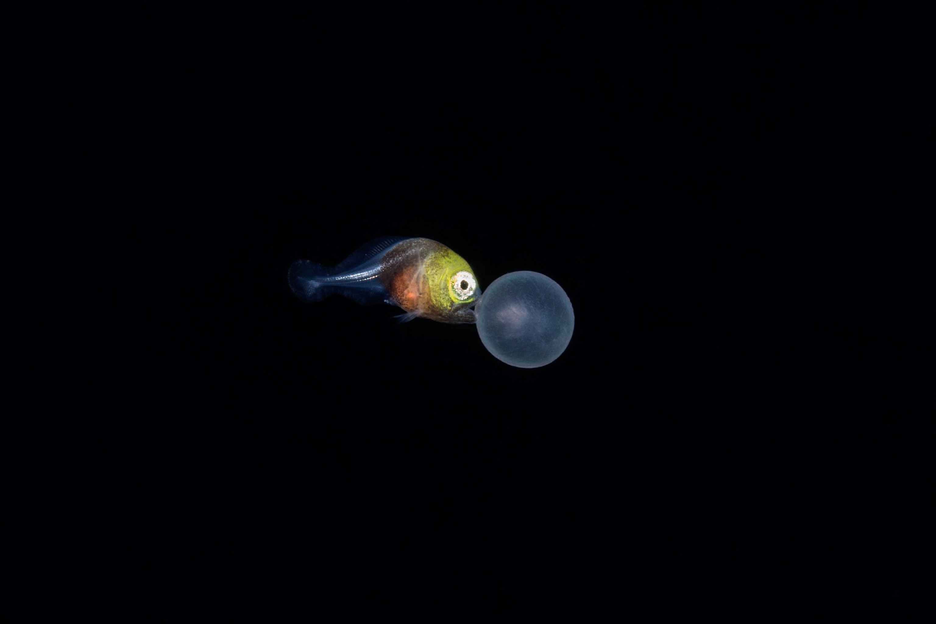 fish