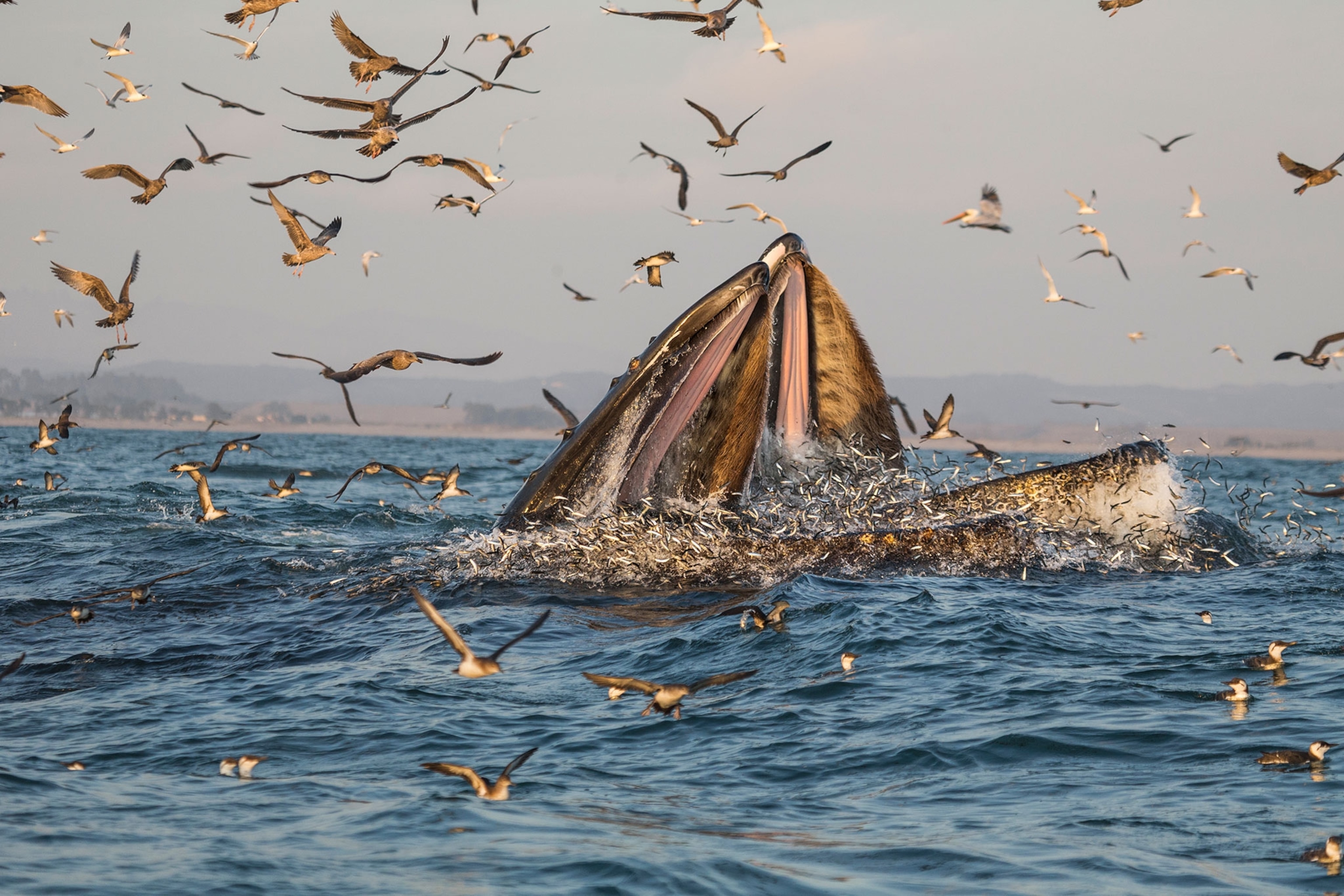 a humpback whale eating fish
