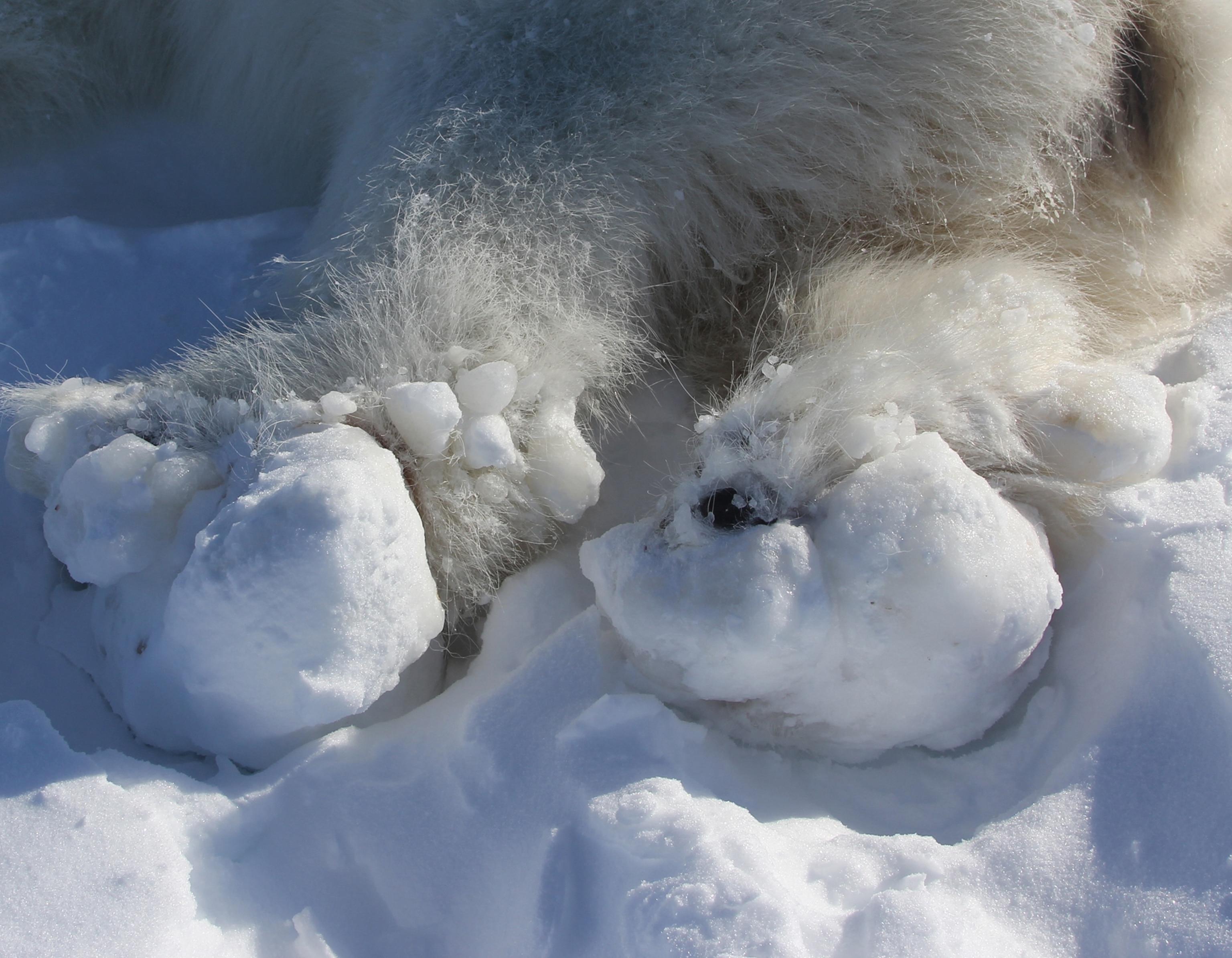 You can barely see the white paws of the polar bear as a large blocks of snow and ice are covering them. 