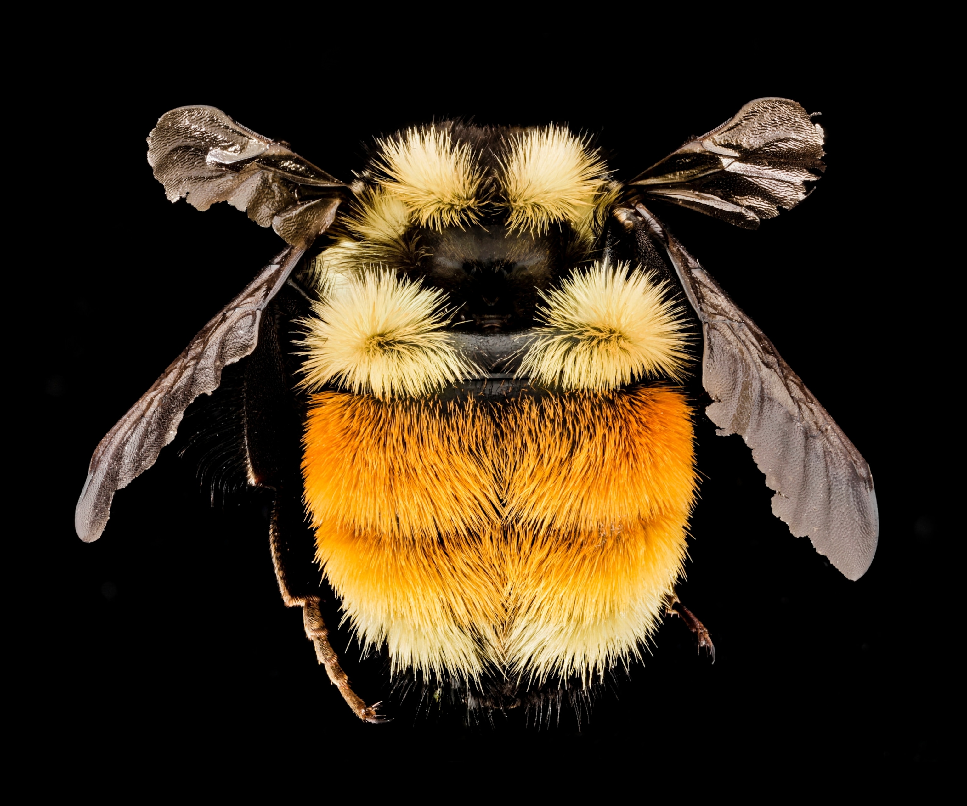 a Bombus ternarius bee
