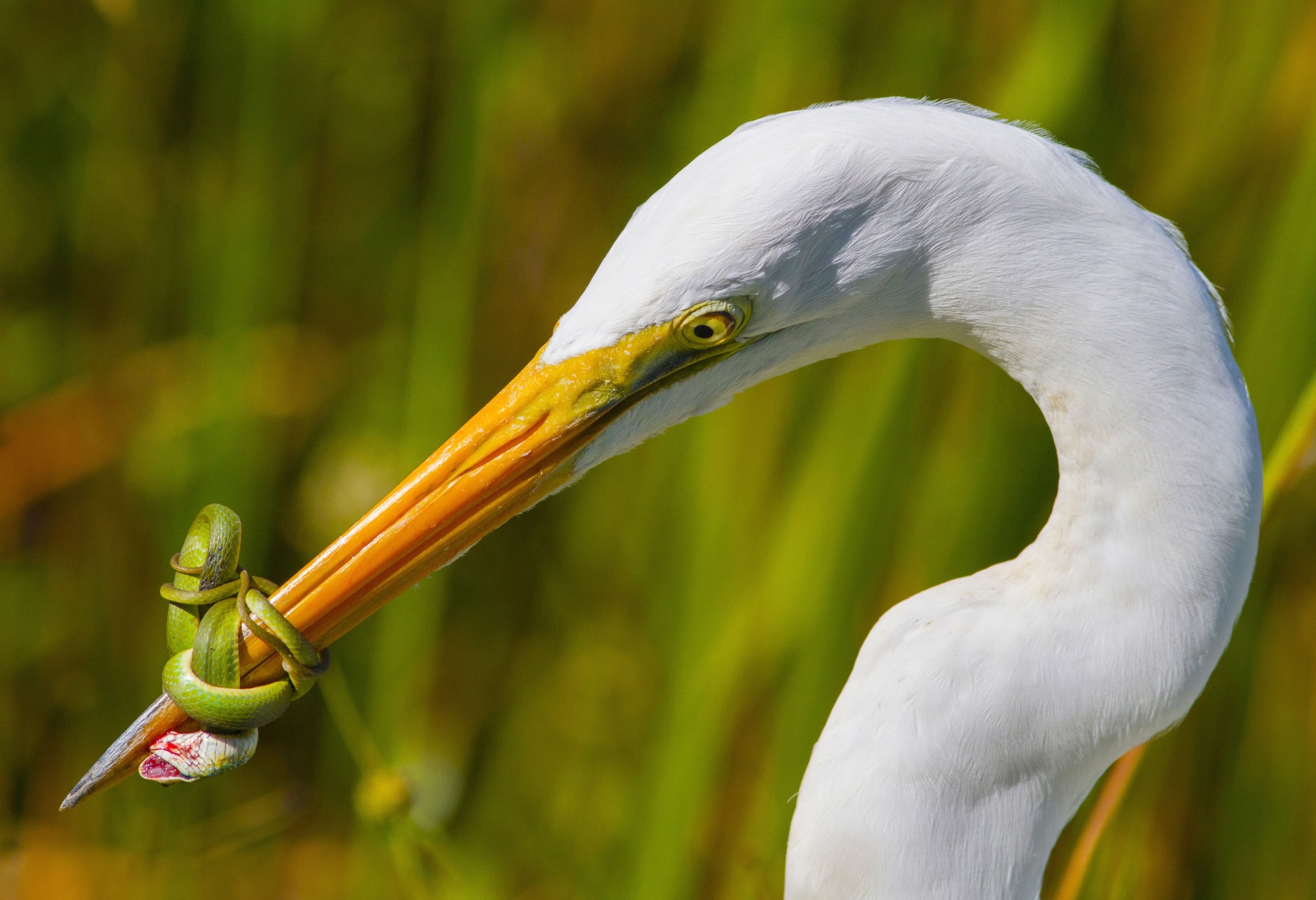 bird