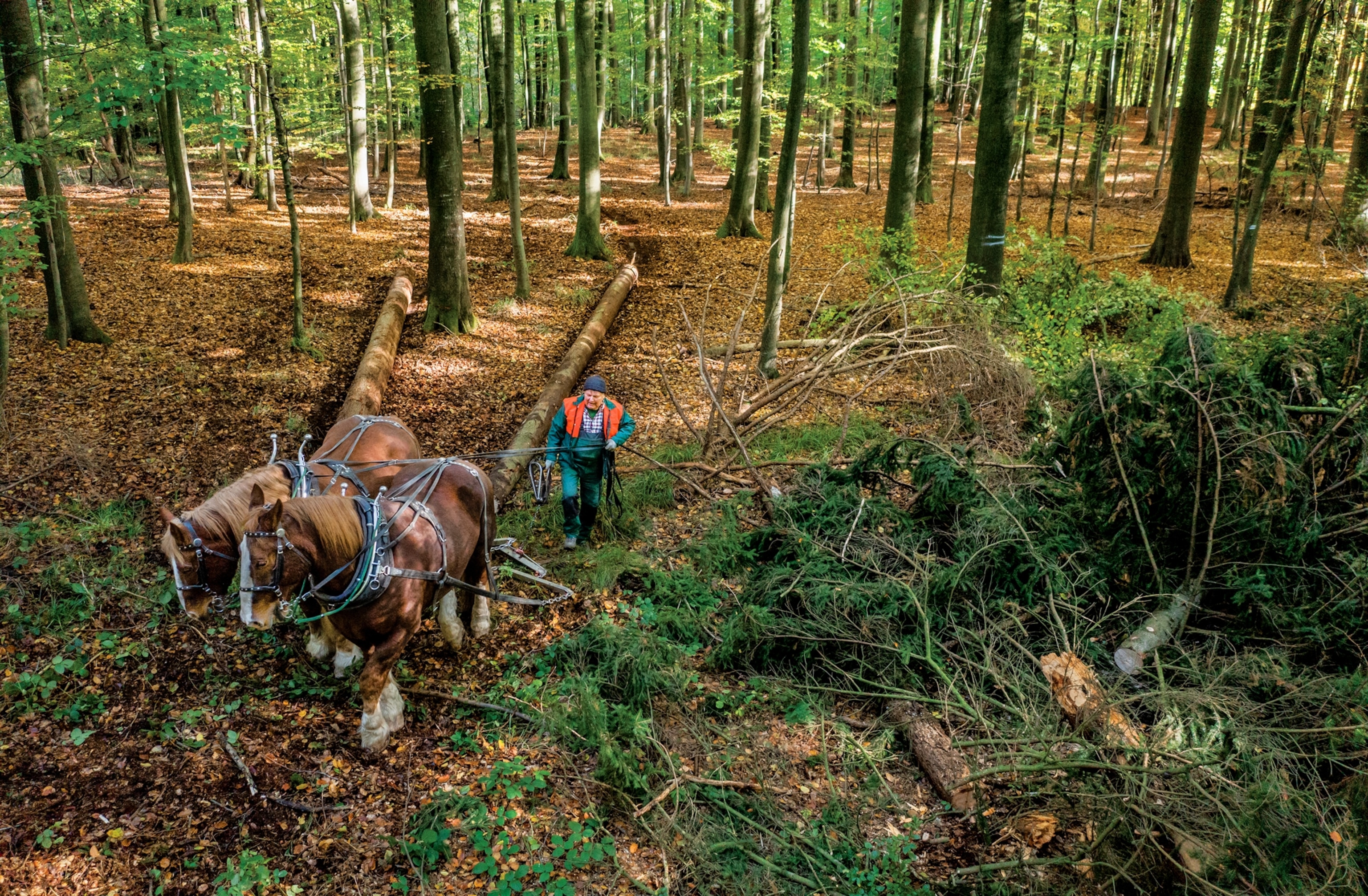 Picture of horses are pulling a newly felt Norway spruce