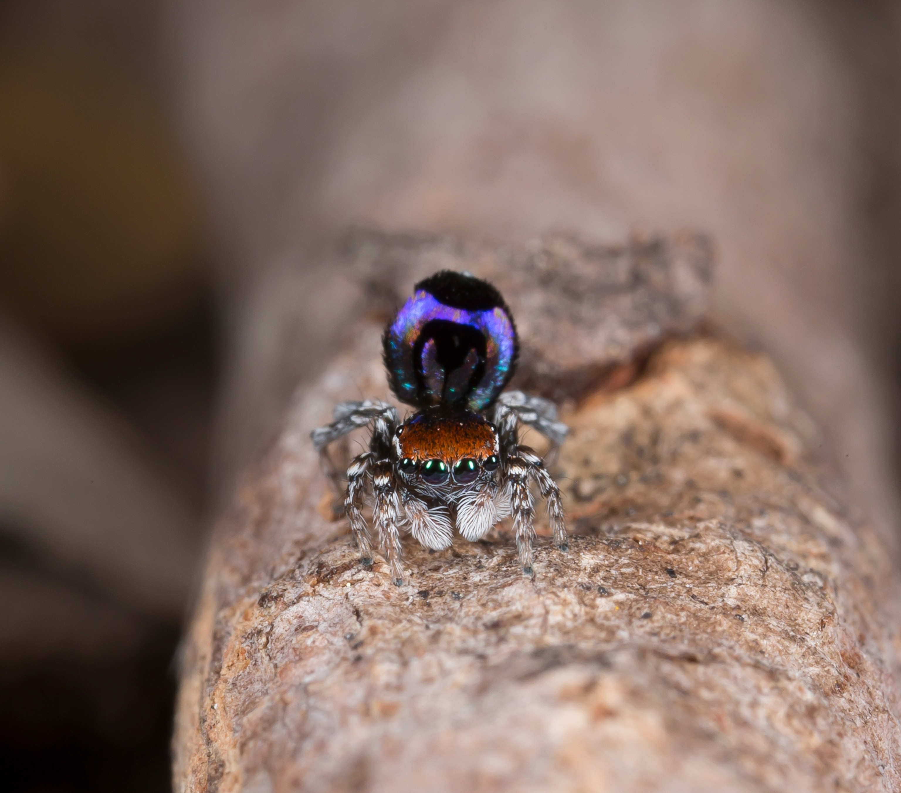 a peacock spider