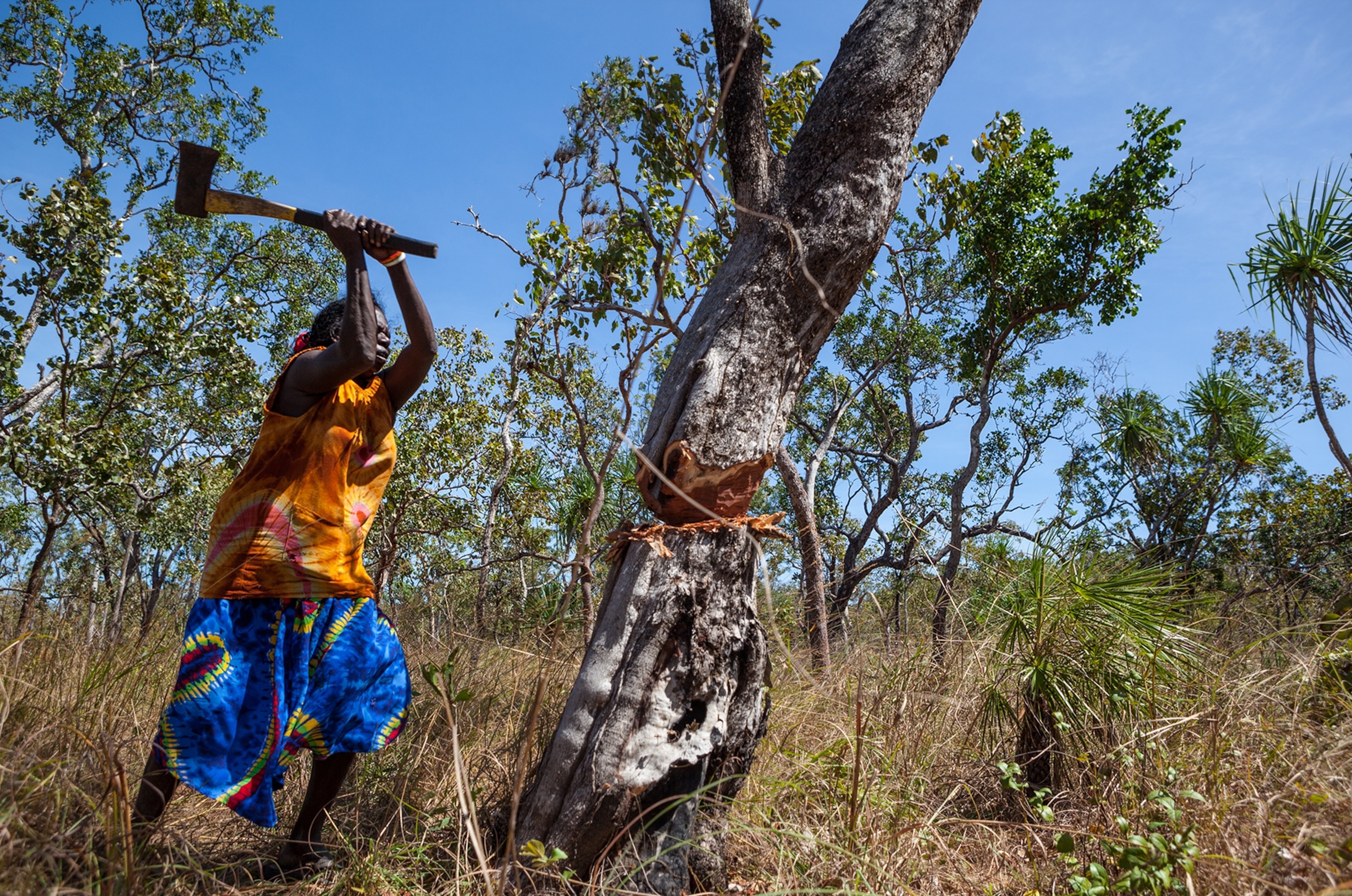 an Aboriginal woman chopping down a tree