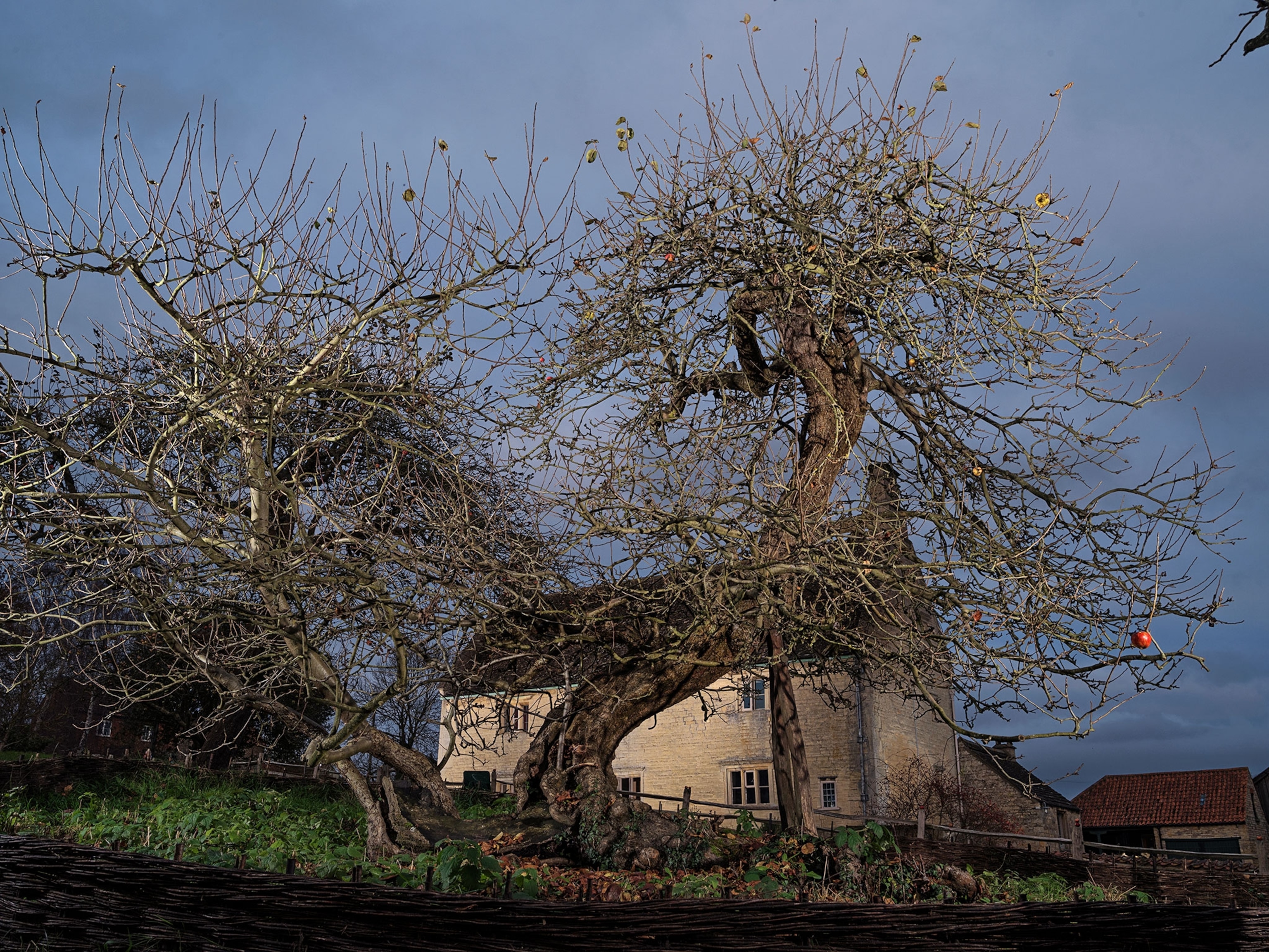 Isaac Newton's apple tree