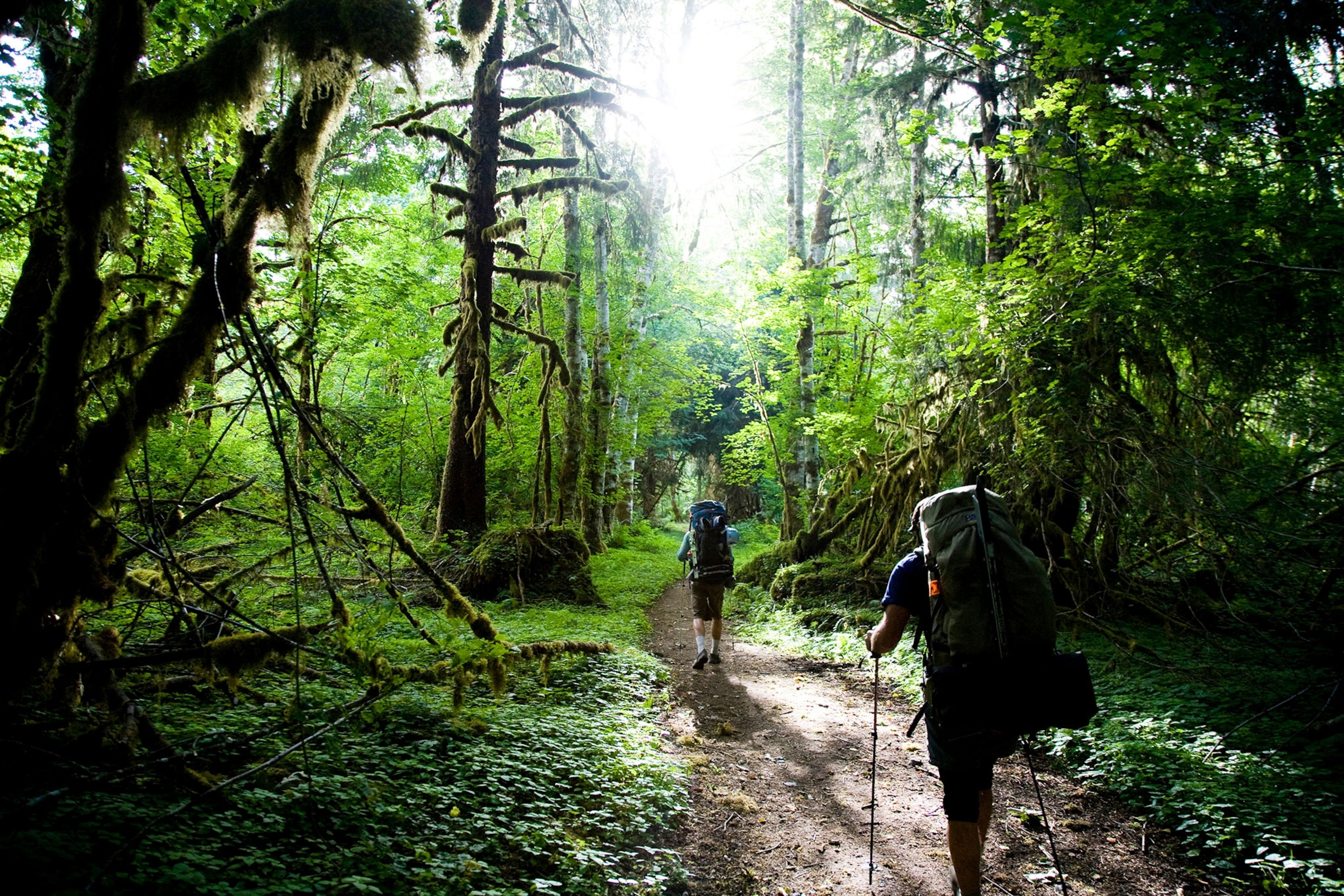 hikers in Olympic National Park