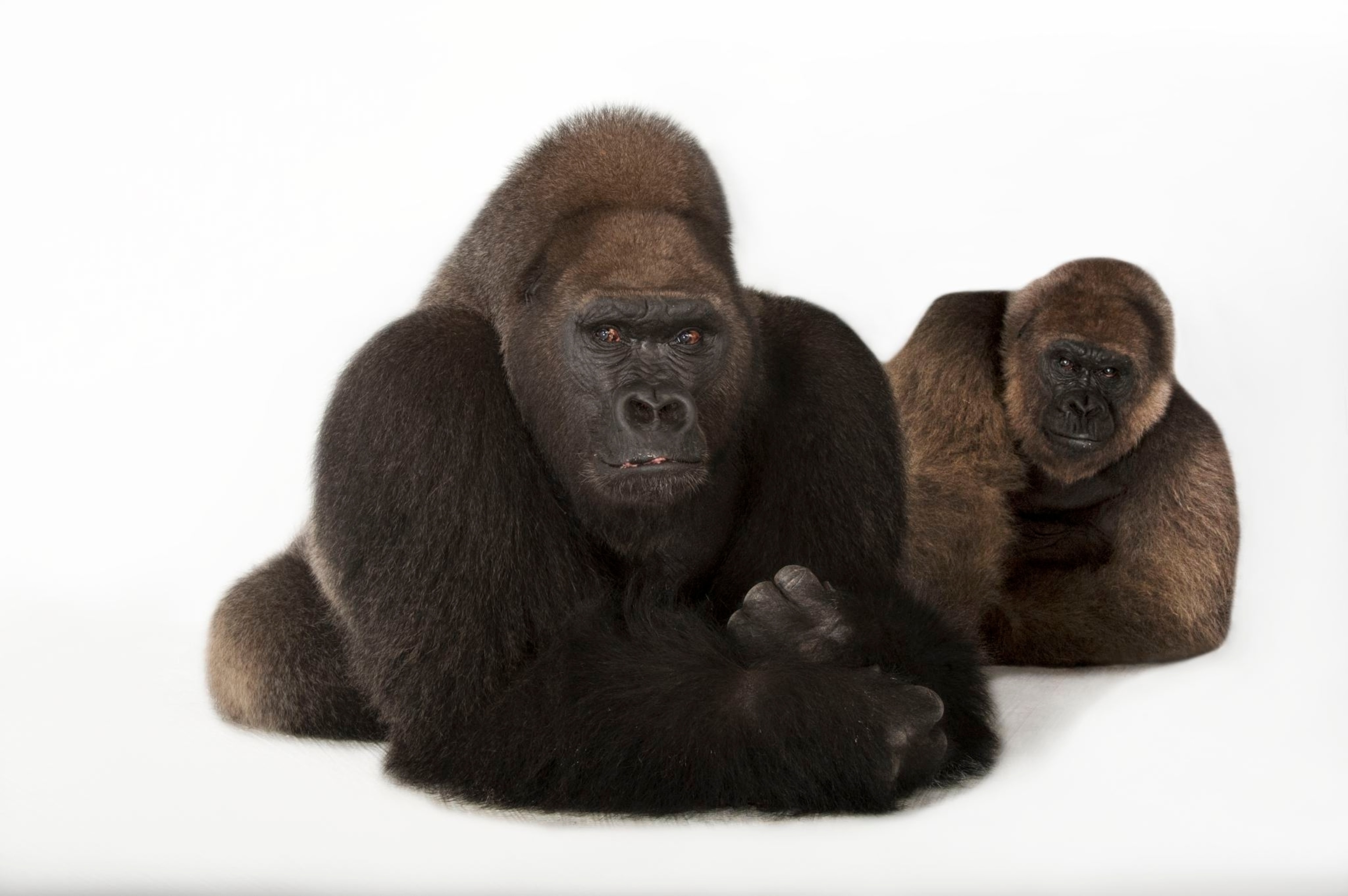western lowland gorillas