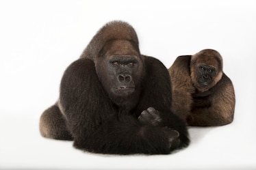 western lowland gorillas