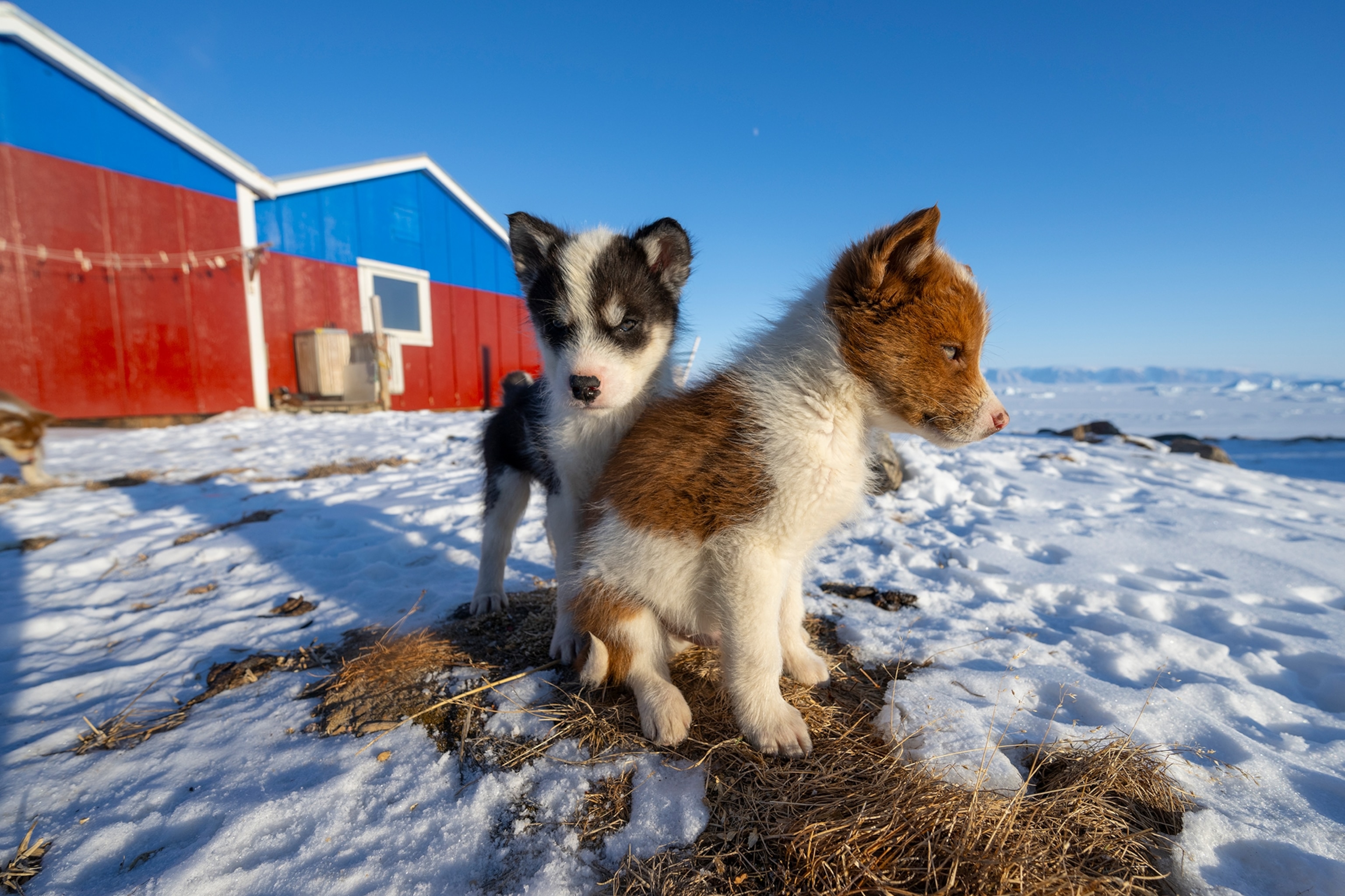 Two puppies sit center under a blue sky on a snowy ground with red and blue houses in the background.