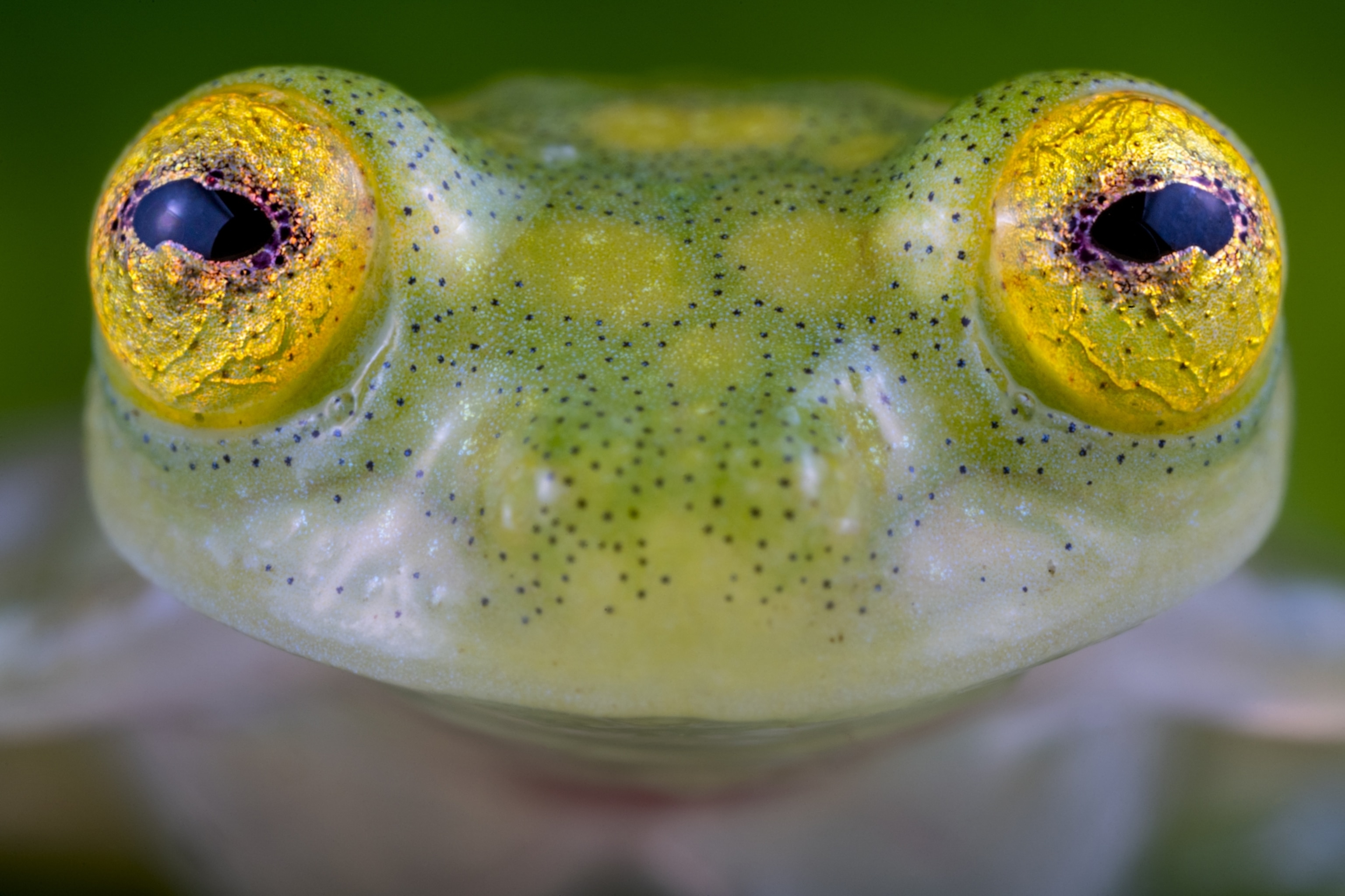 Close up picture of a glass frog's face