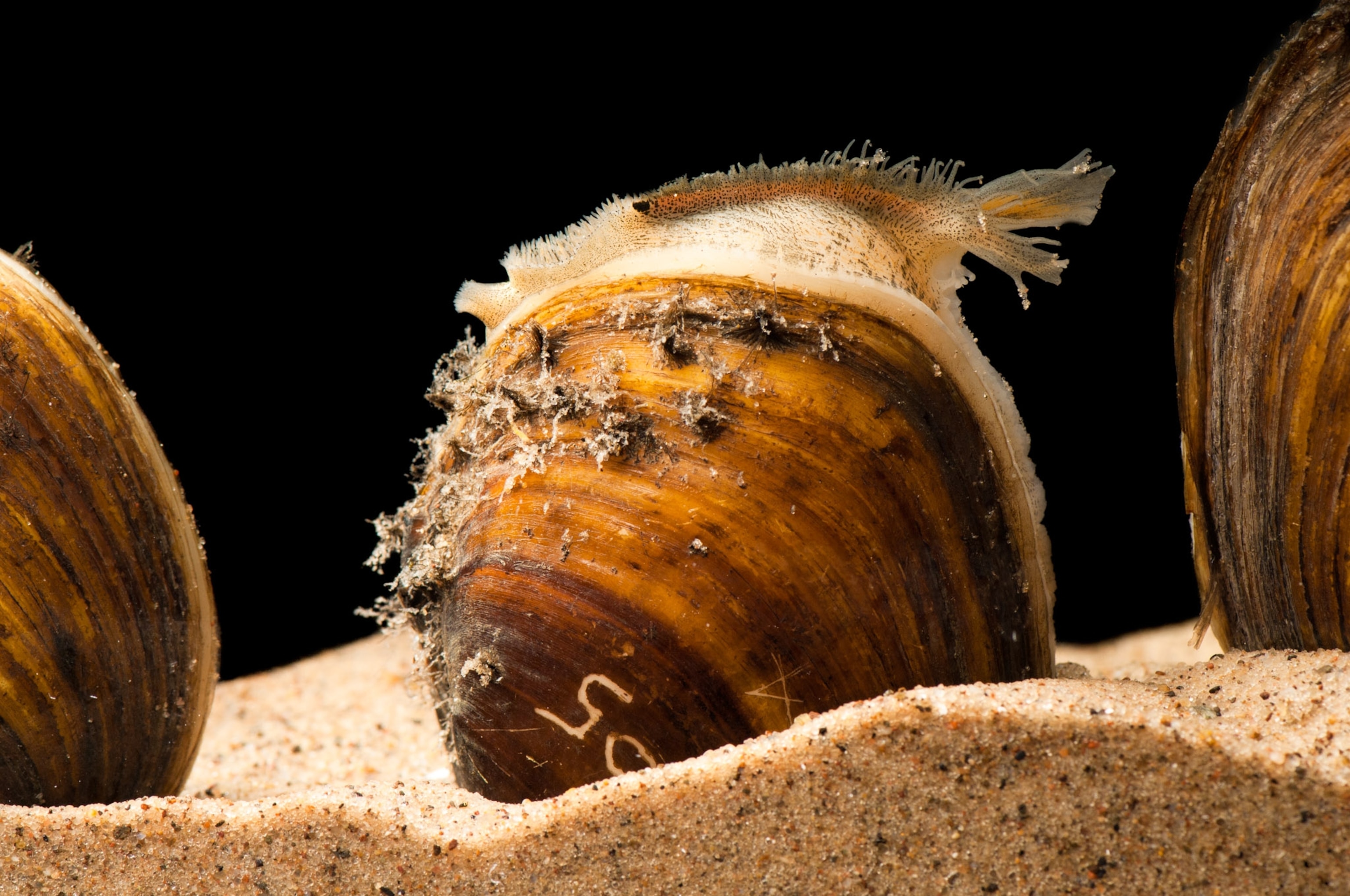 Sand holds a shell in place as a mussels are photographed on a black background.