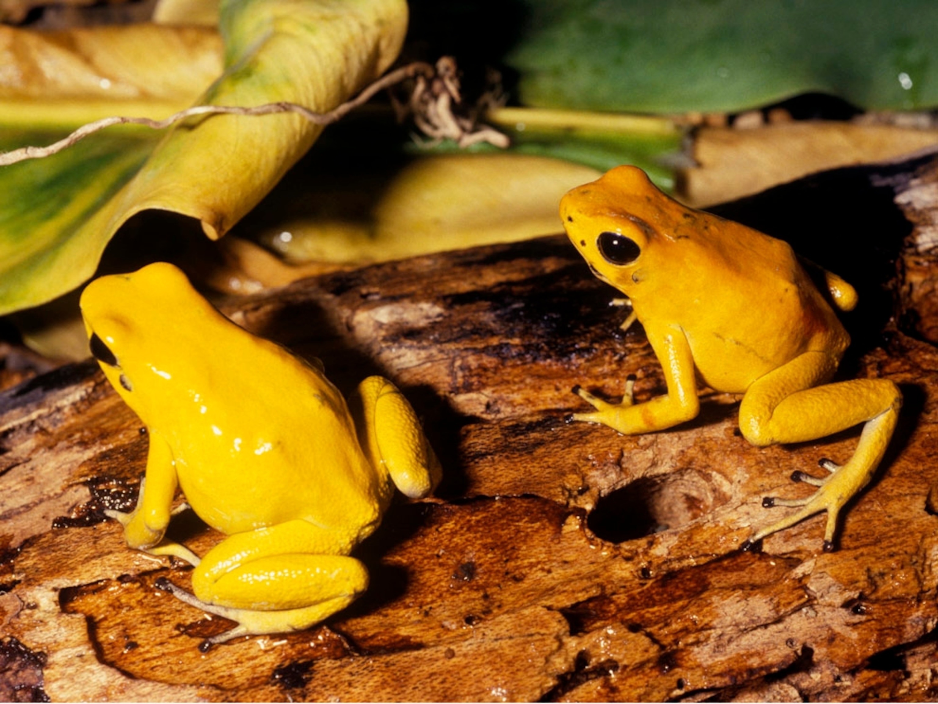 Golden frog