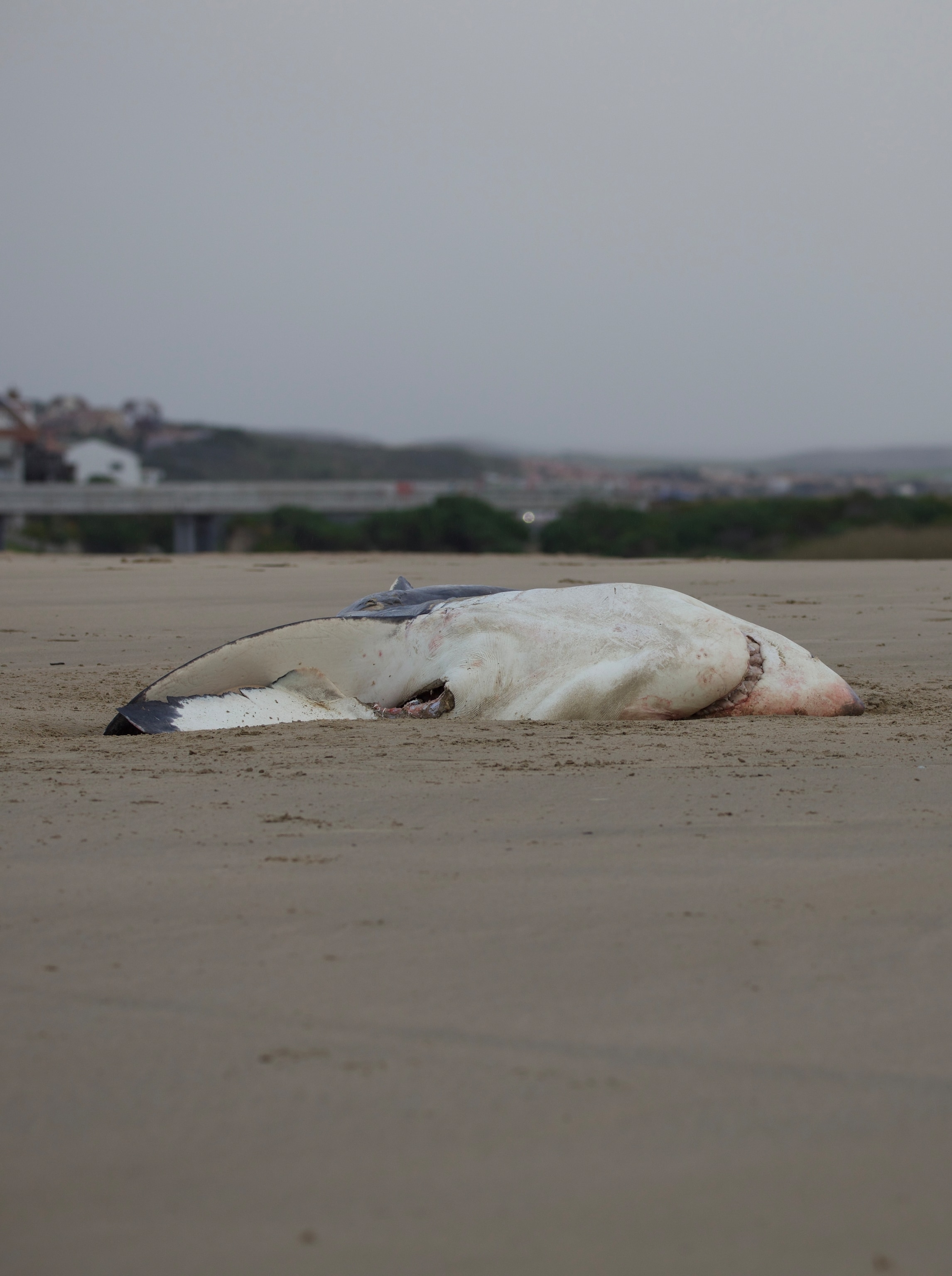 A great white sharks body is on the beach in sand in Mossel Bay.