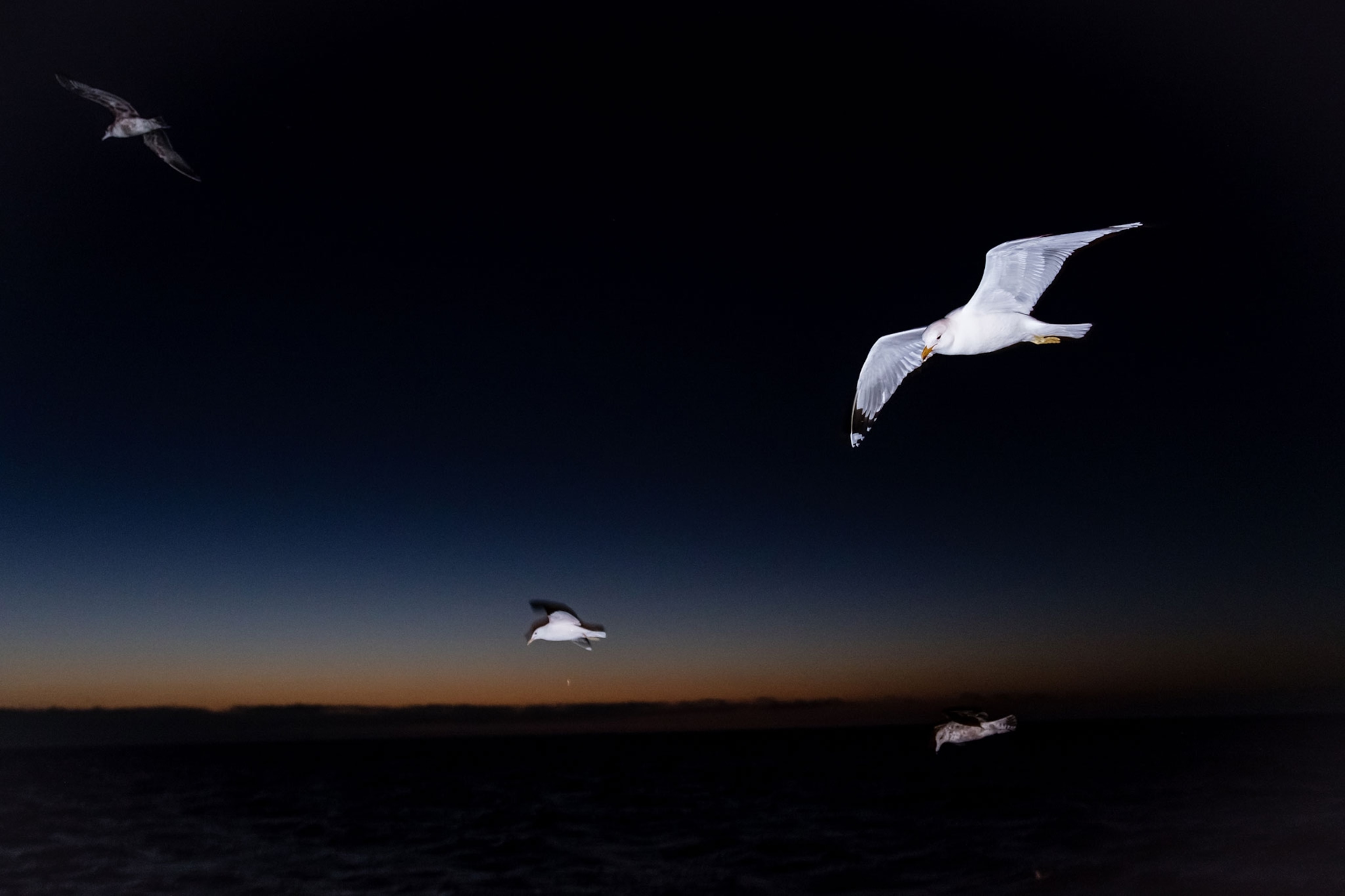 yellow-footed gulls, Larus livens, fly at night over the San Ignacio Lagoon