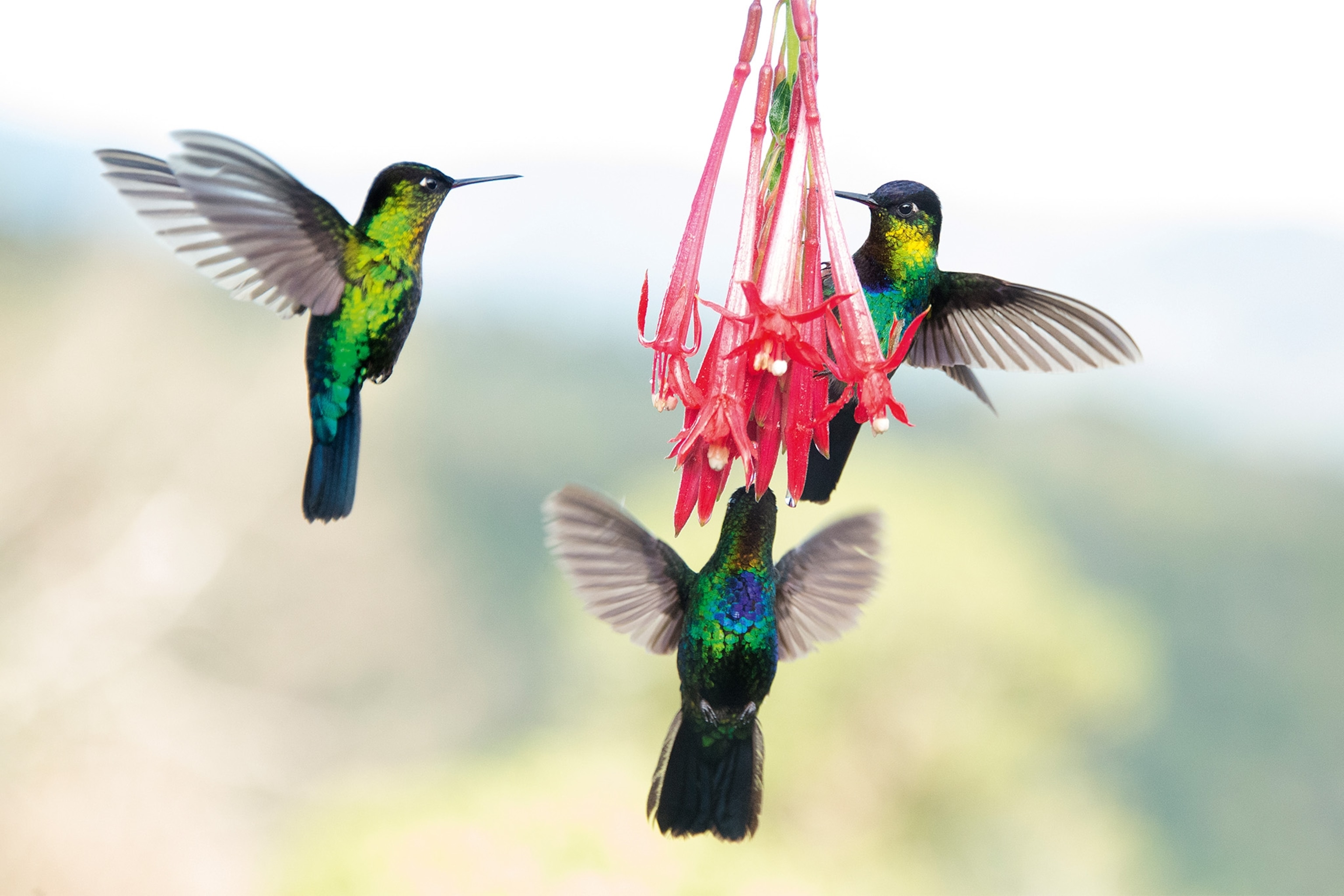 Costa Rica is home to 53 species of hummingbirds.