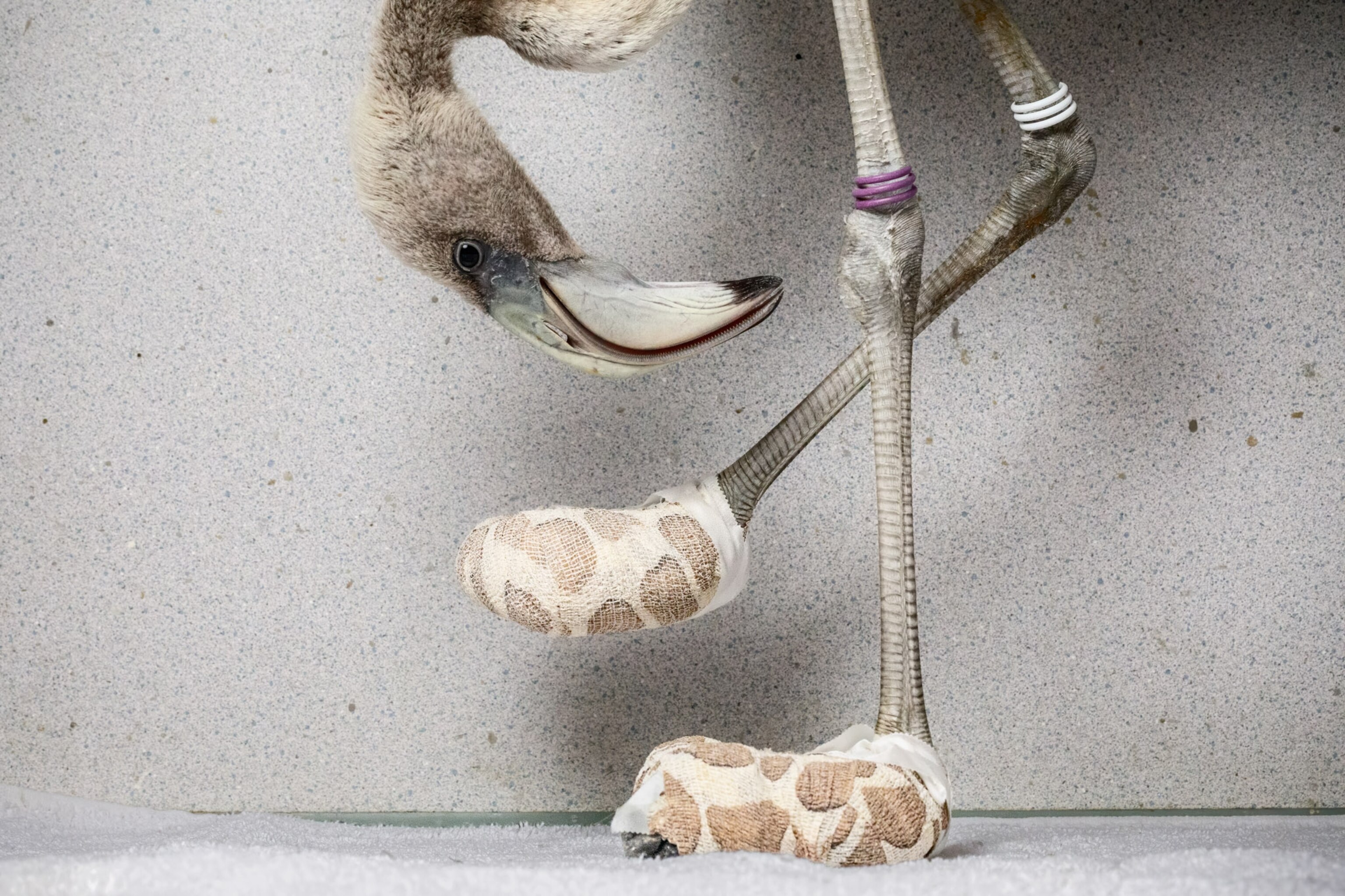 A flamingo bends its head into frame, their feet have booties.