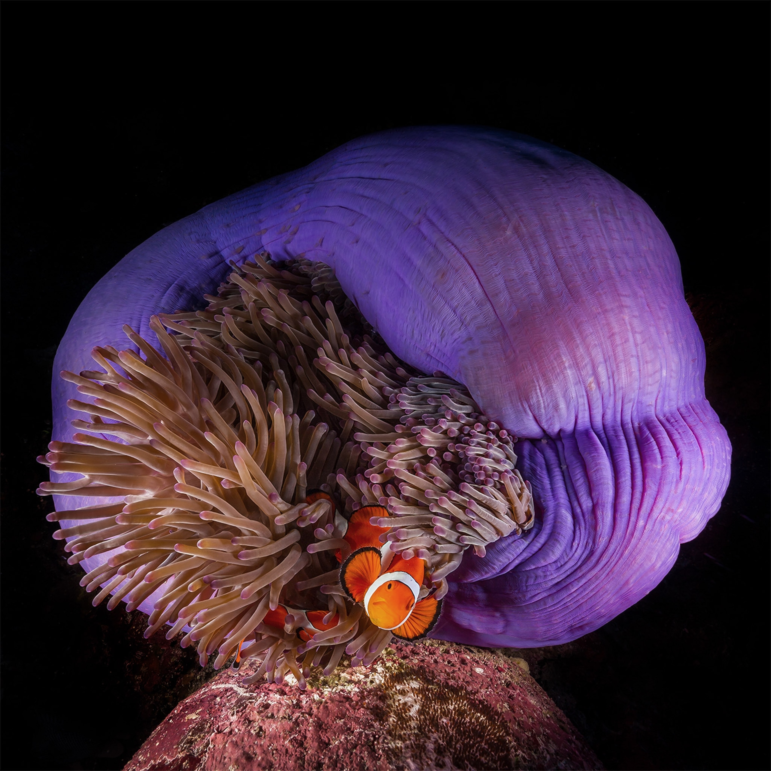 Purple anemone with a orange clown fish.